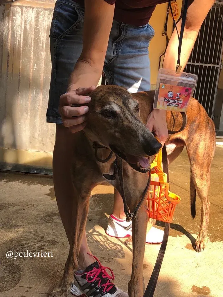 1 aogiri sen adozione greyhound macao 1