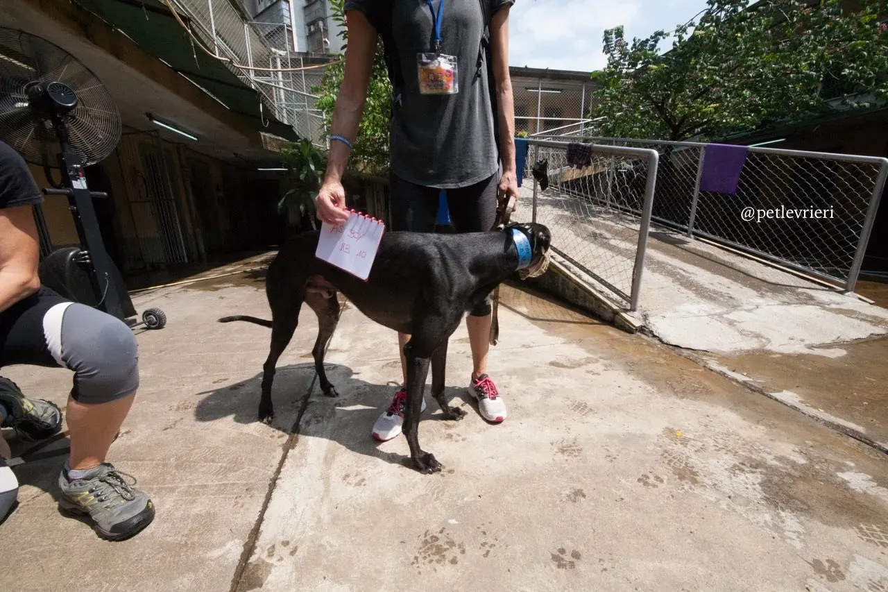 1 as boy adozione greyhound macao