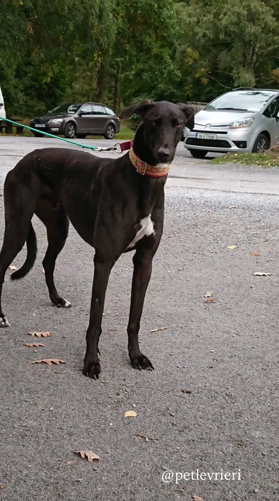 1 ash adozione levrieri greyhound