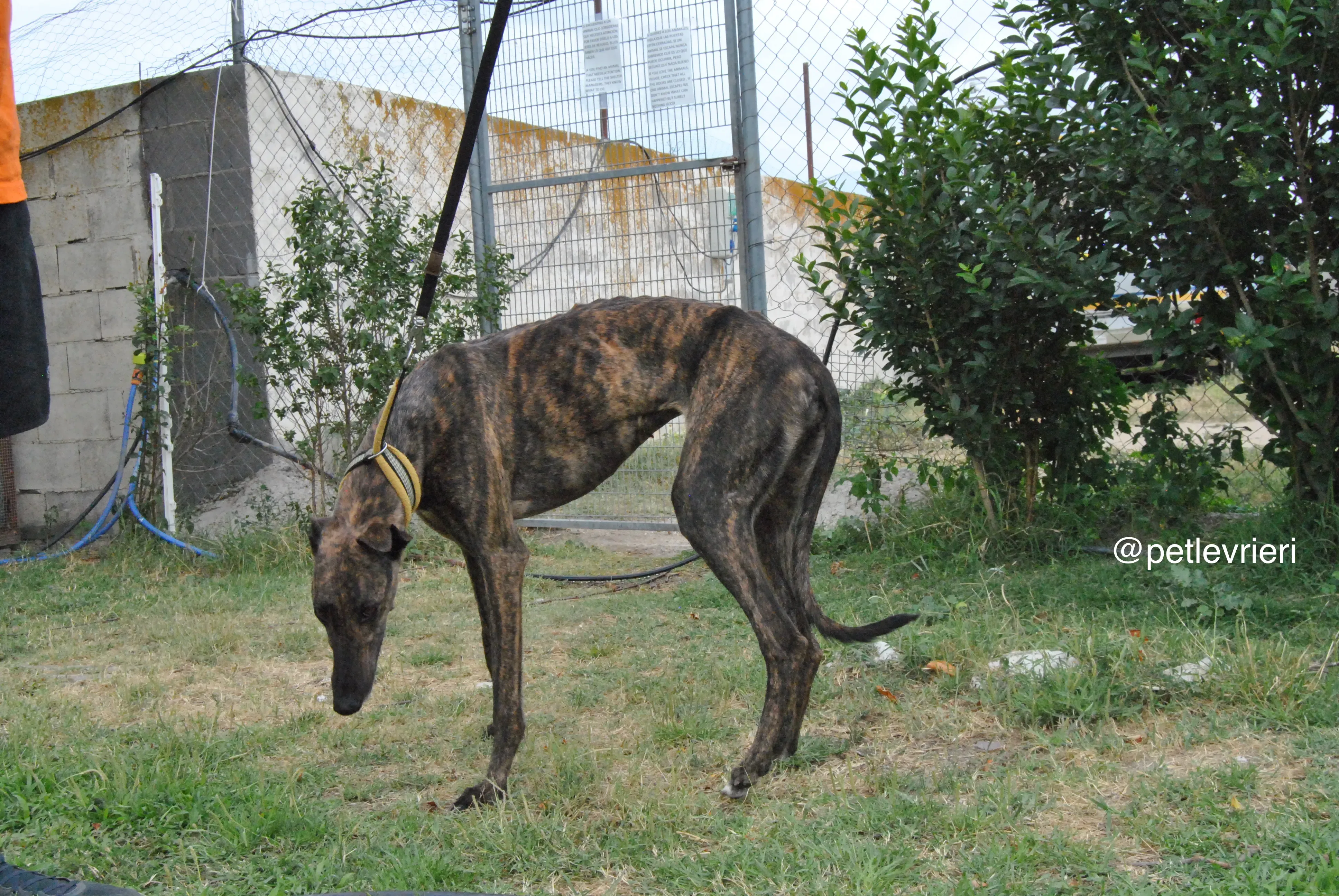 1 bala adozione levrieri galgo