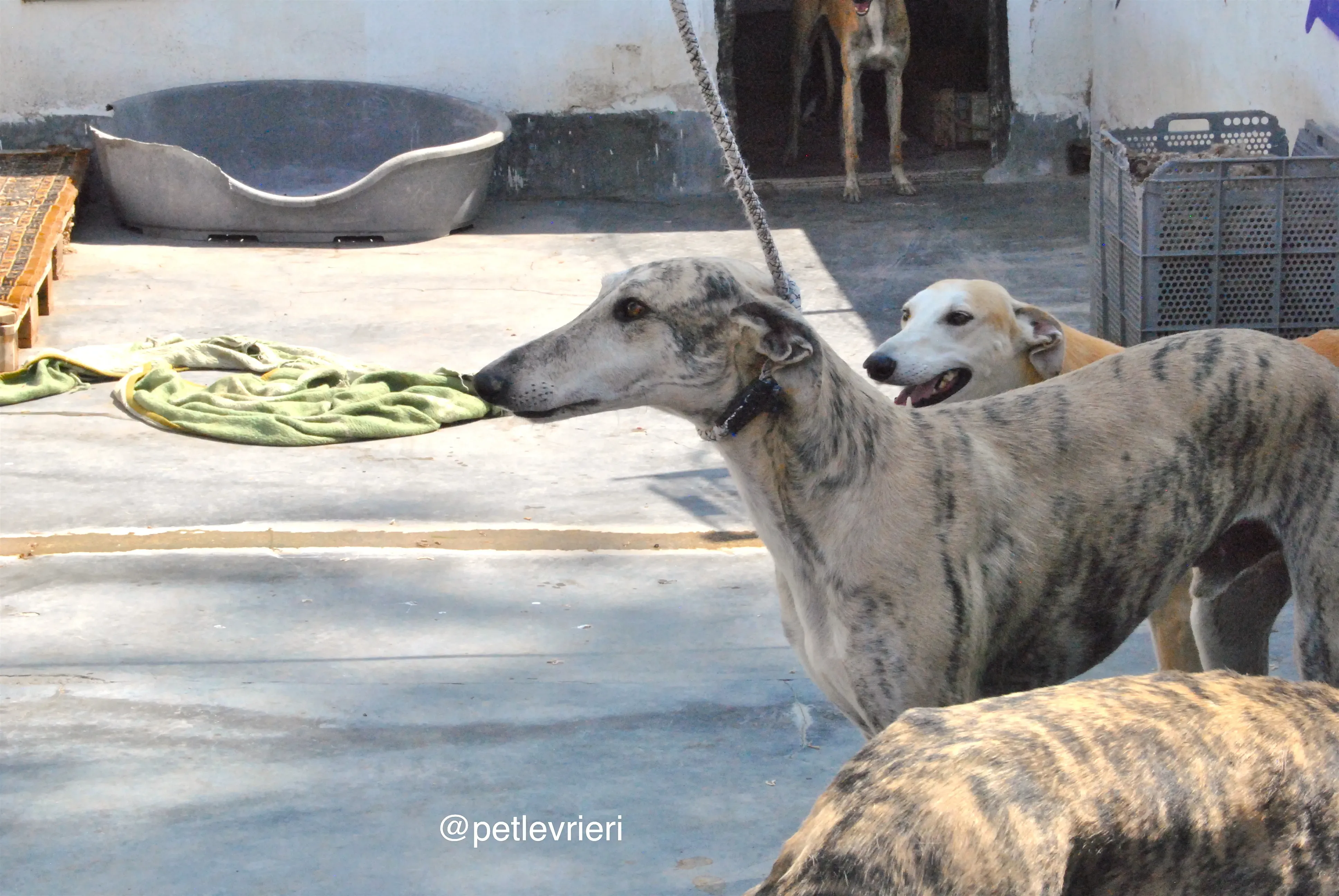 1 bastorin adozione levrieri galgo 1