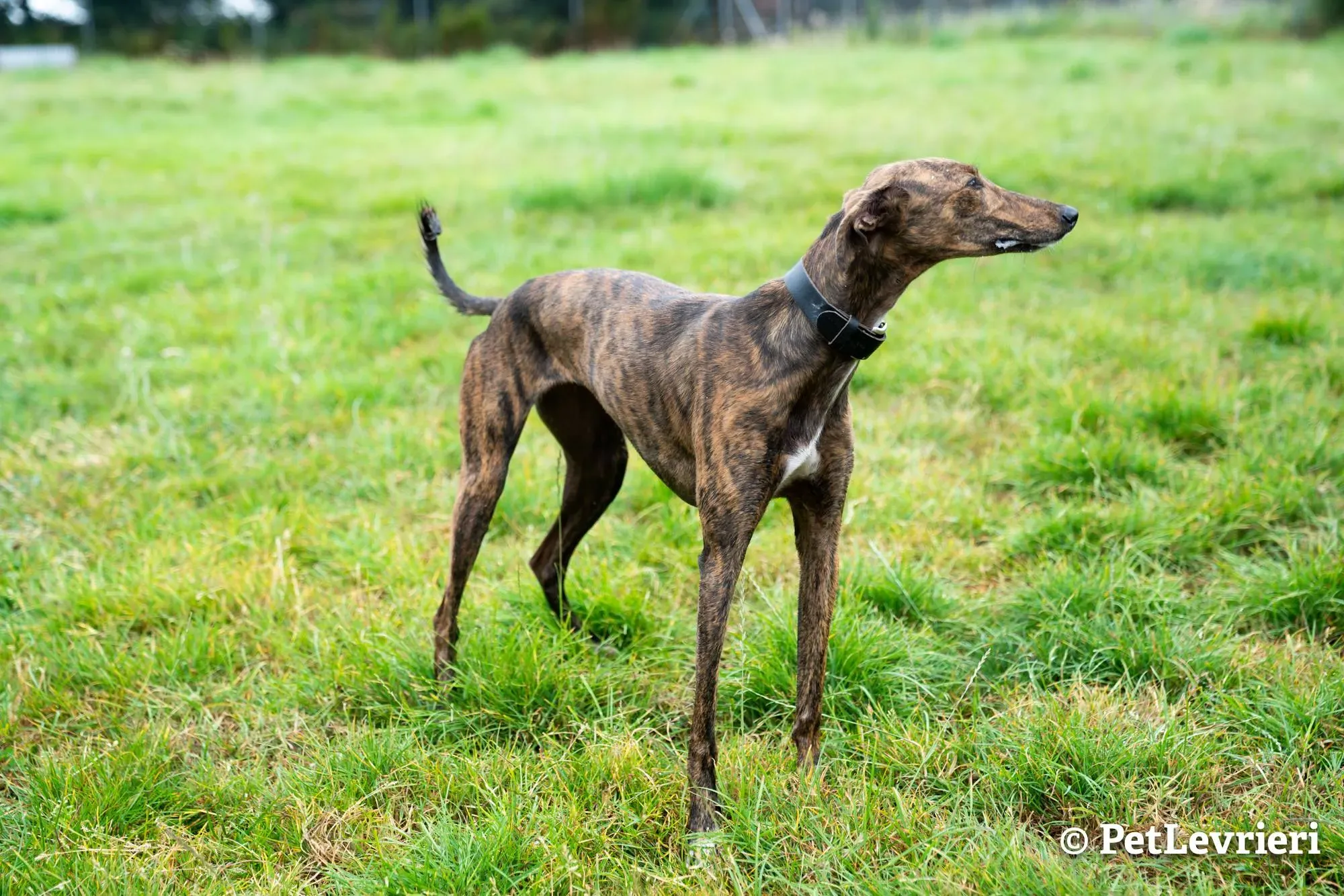 1 bella adozione levrieri greyhound