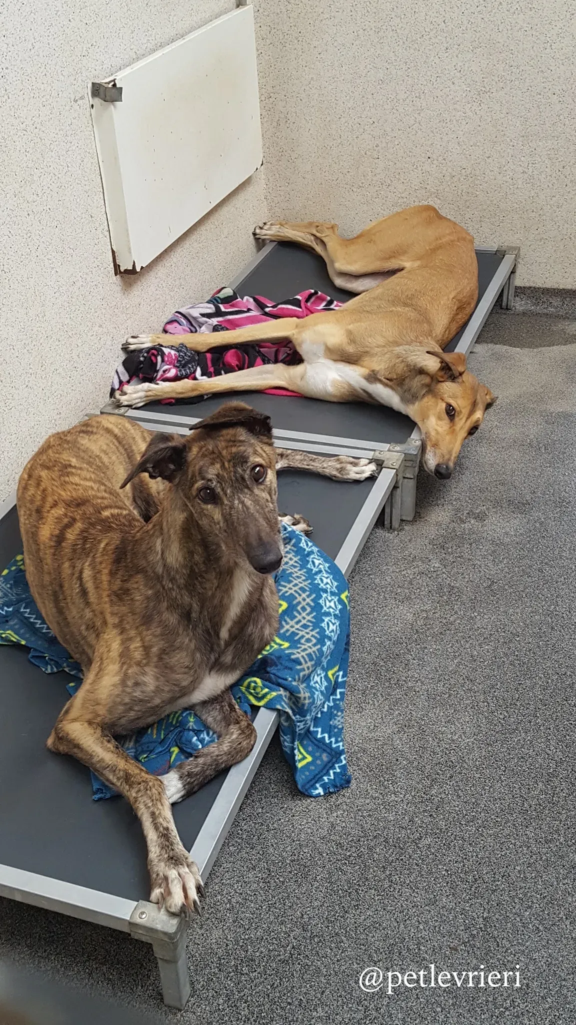 1 berry sandy adozione levrieri greyhound