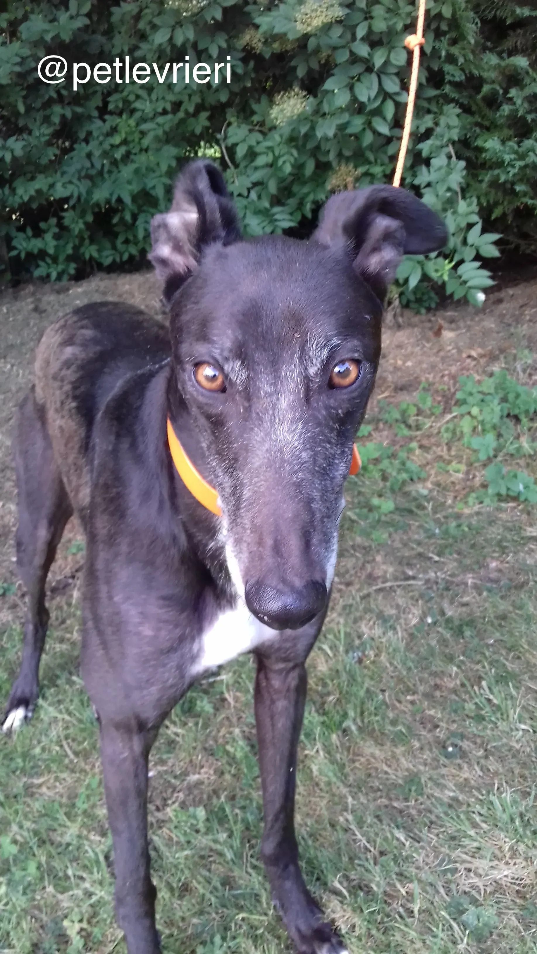 1 biddy adozione levrieri greyhound