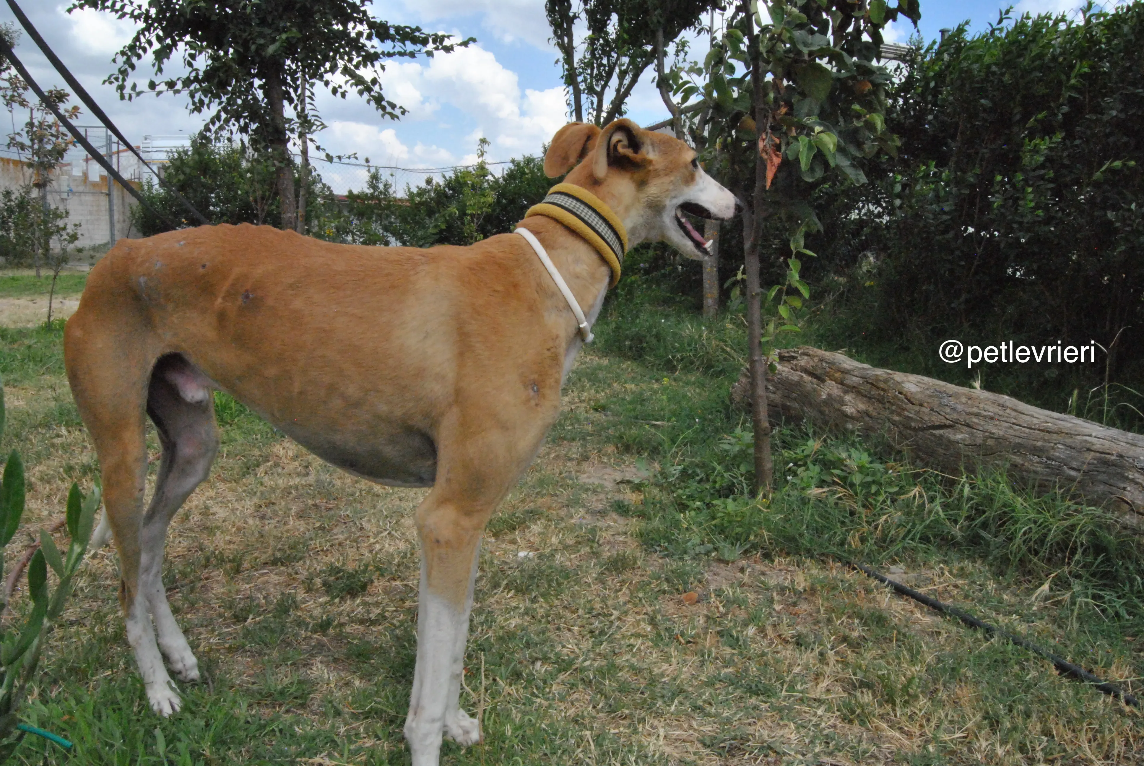1 bisky adozione levrieri galgo