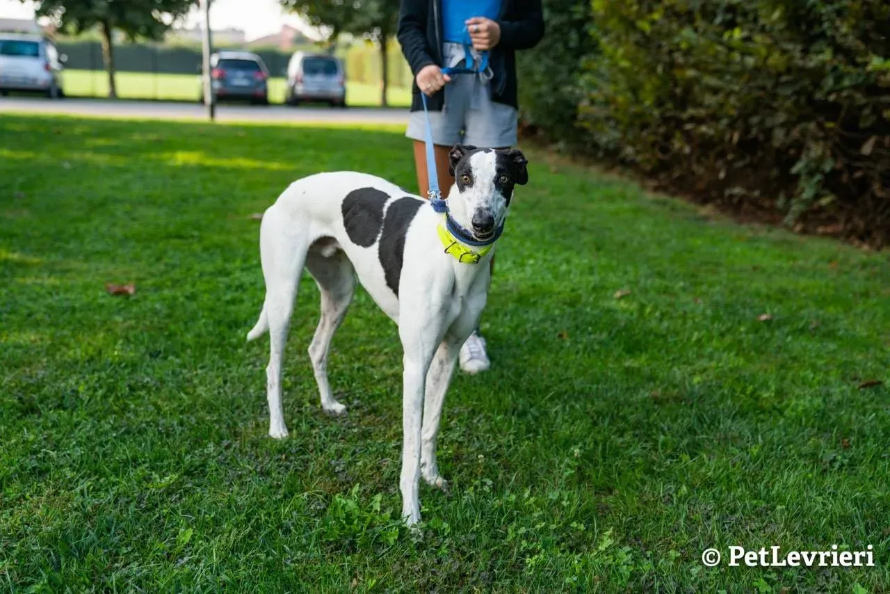 1 bob adozione levrieri greyhound