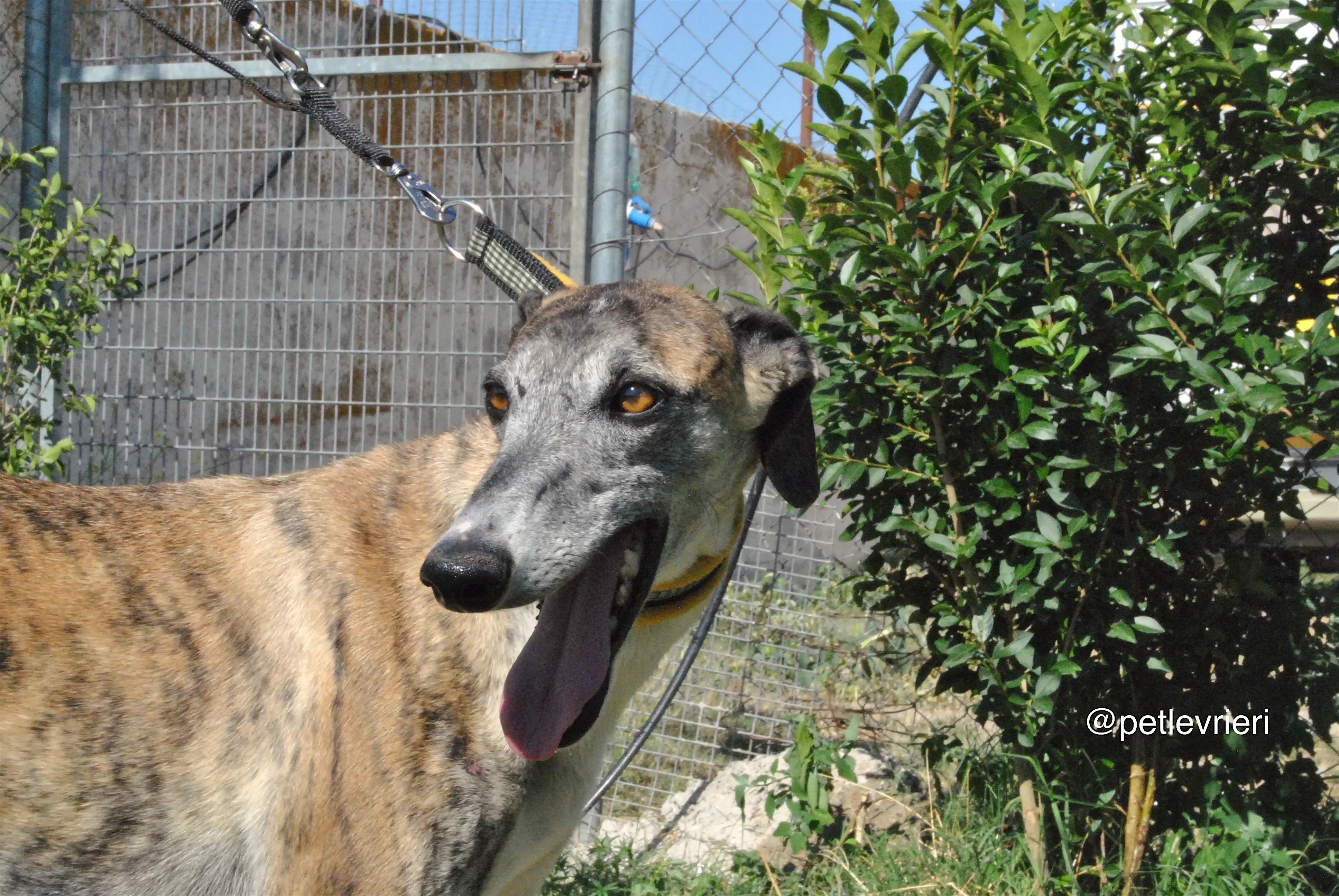 1 campanera adozione levrieri galgo