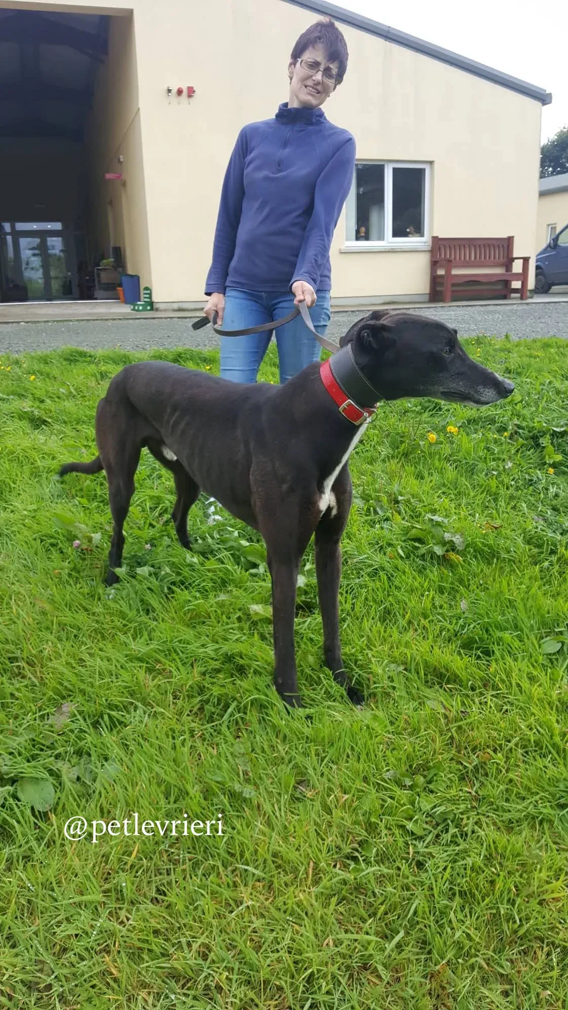 1 clancy adozione greyhound