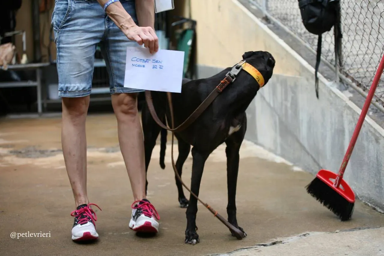 1 combat sen adozione greyhound macao