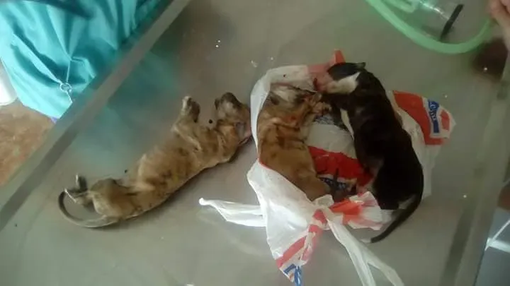 1 cuccioli galgo scooby