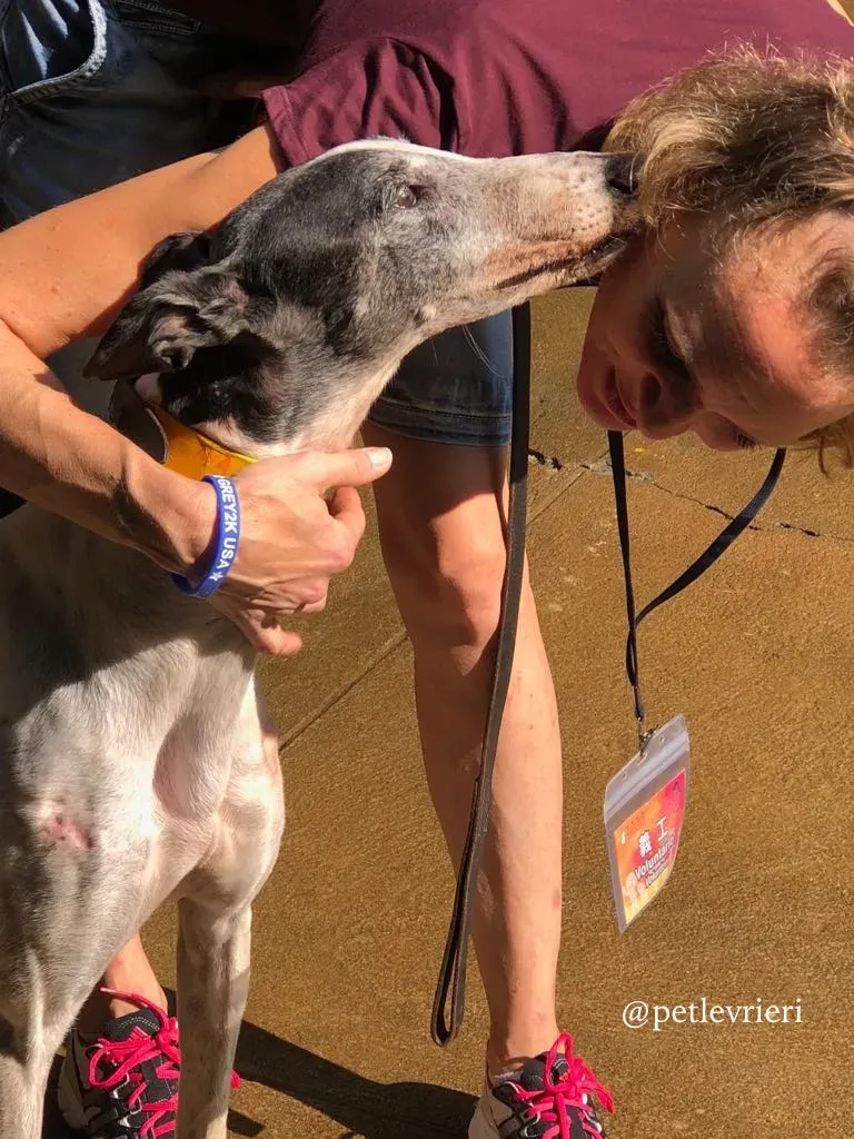 1 cyns crusader adozione greyhound macau