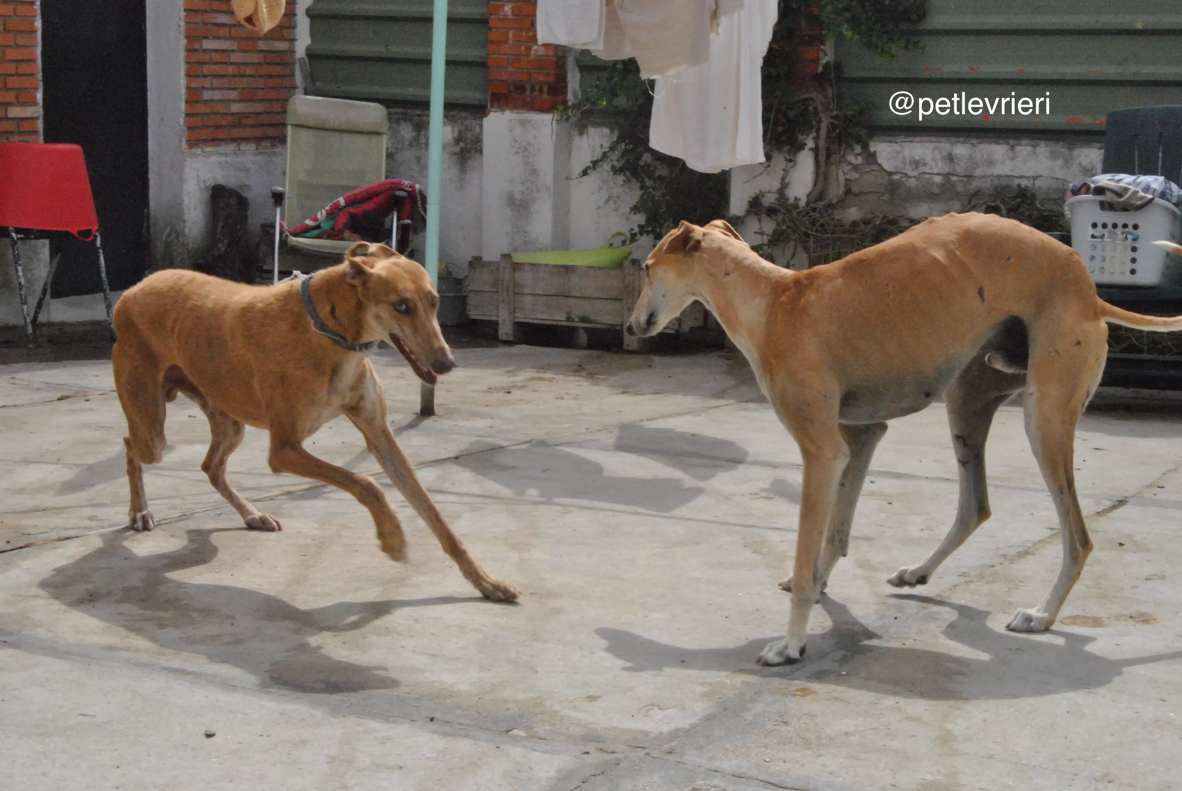 1 dali adozione levrieri galgo