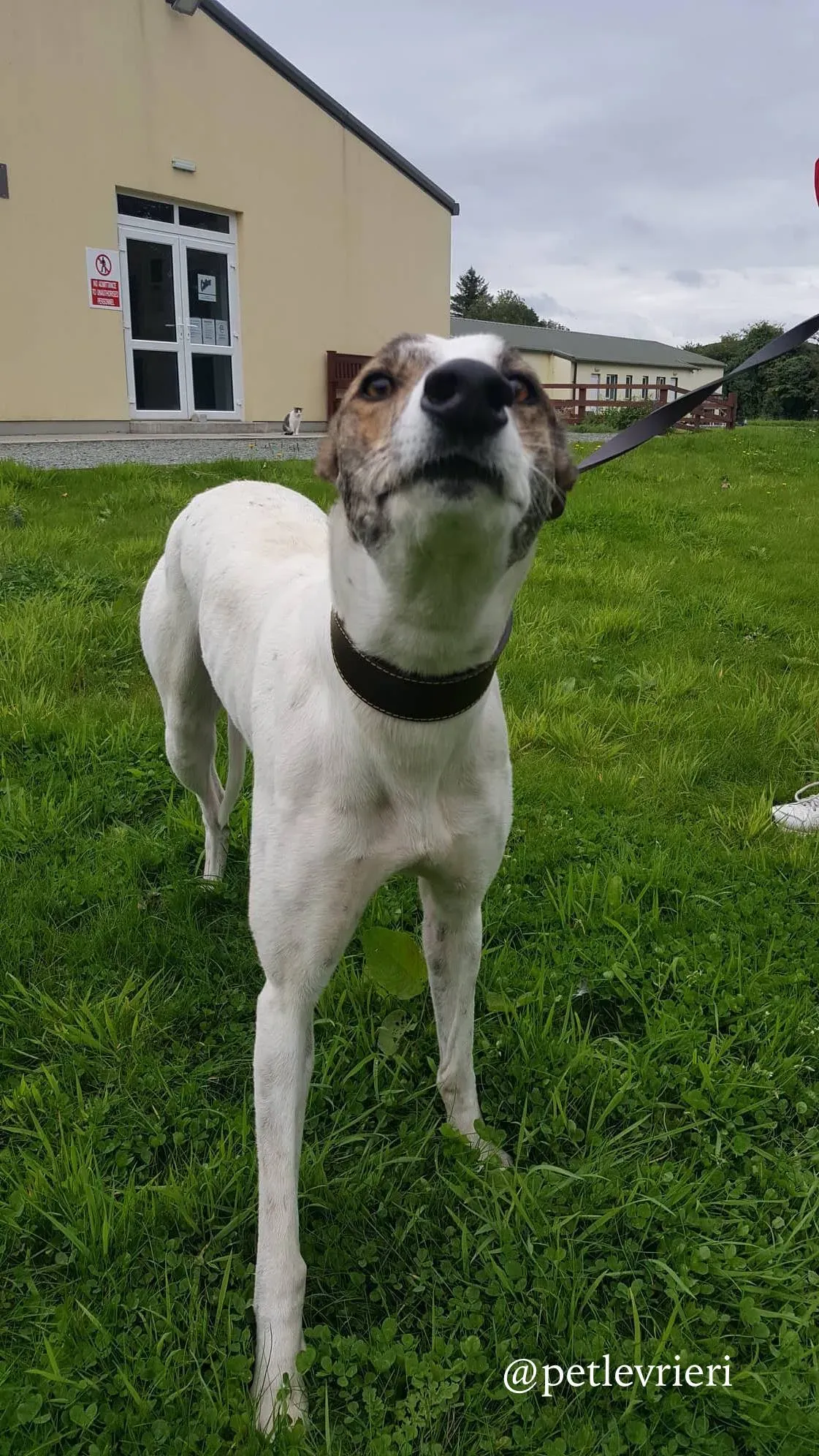 1 deva adozione greyhound