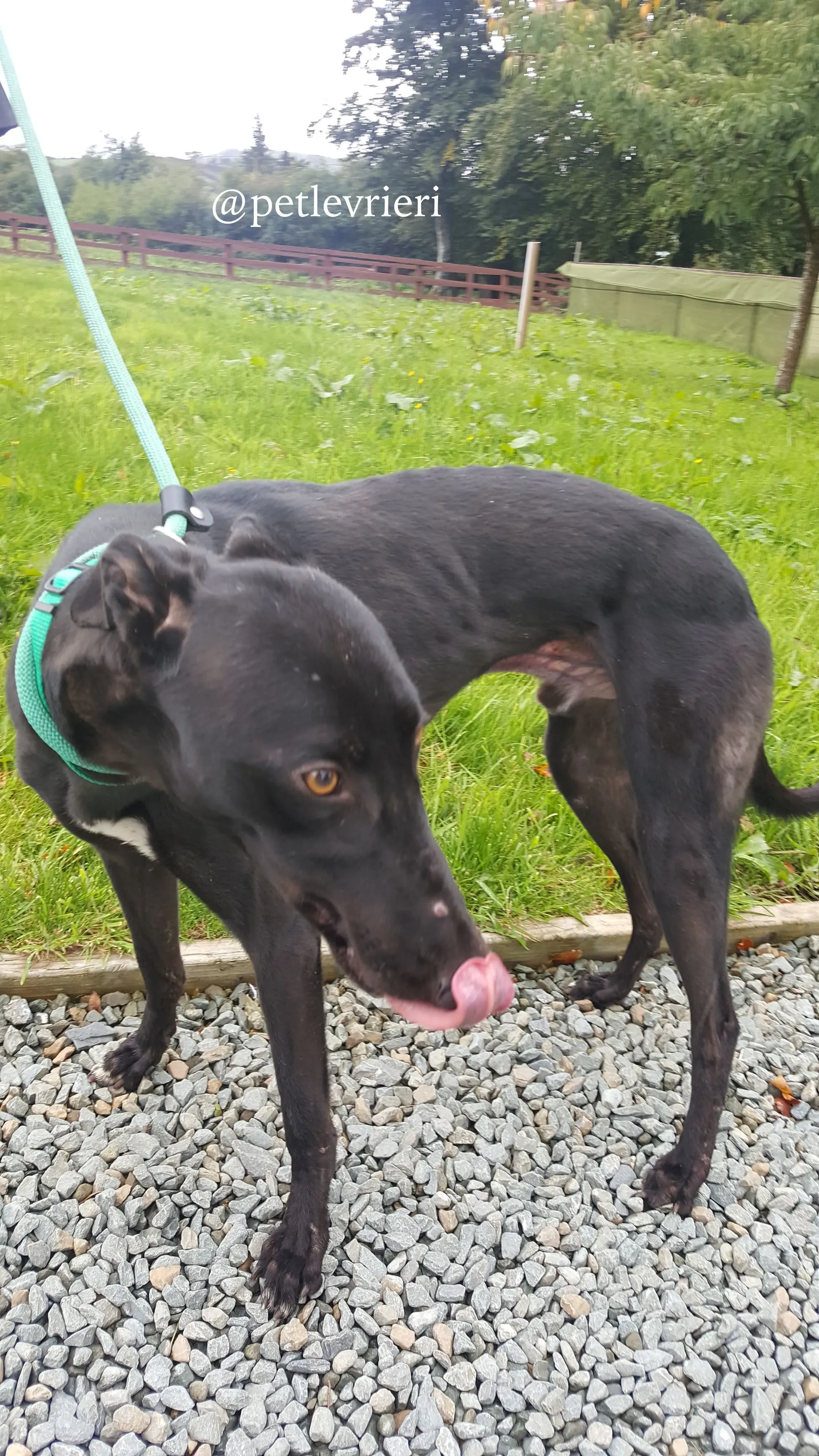 1 doc adozione greyhound