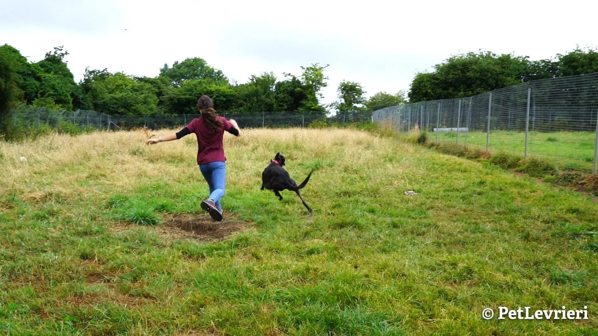 1 ed adozione levrieri greyhound