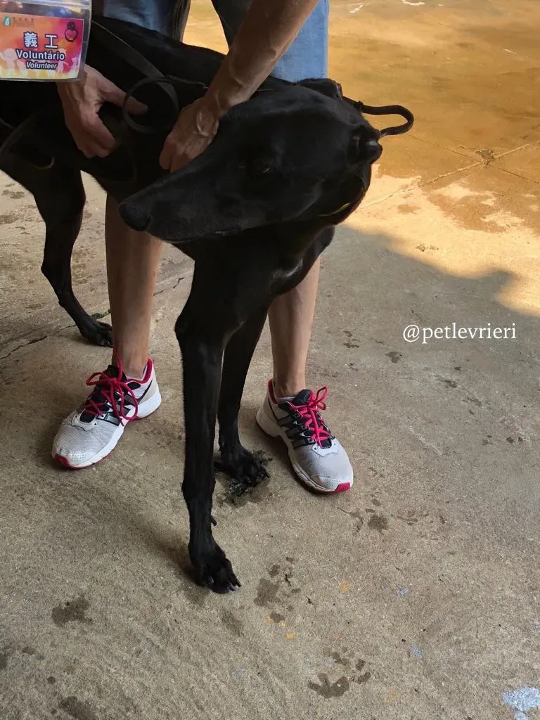 1 fear the beat adozione greyhound macao