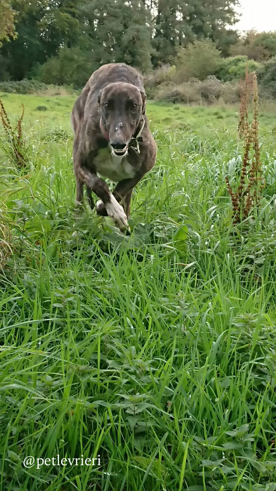 1 femi adozione levrieri greyhound