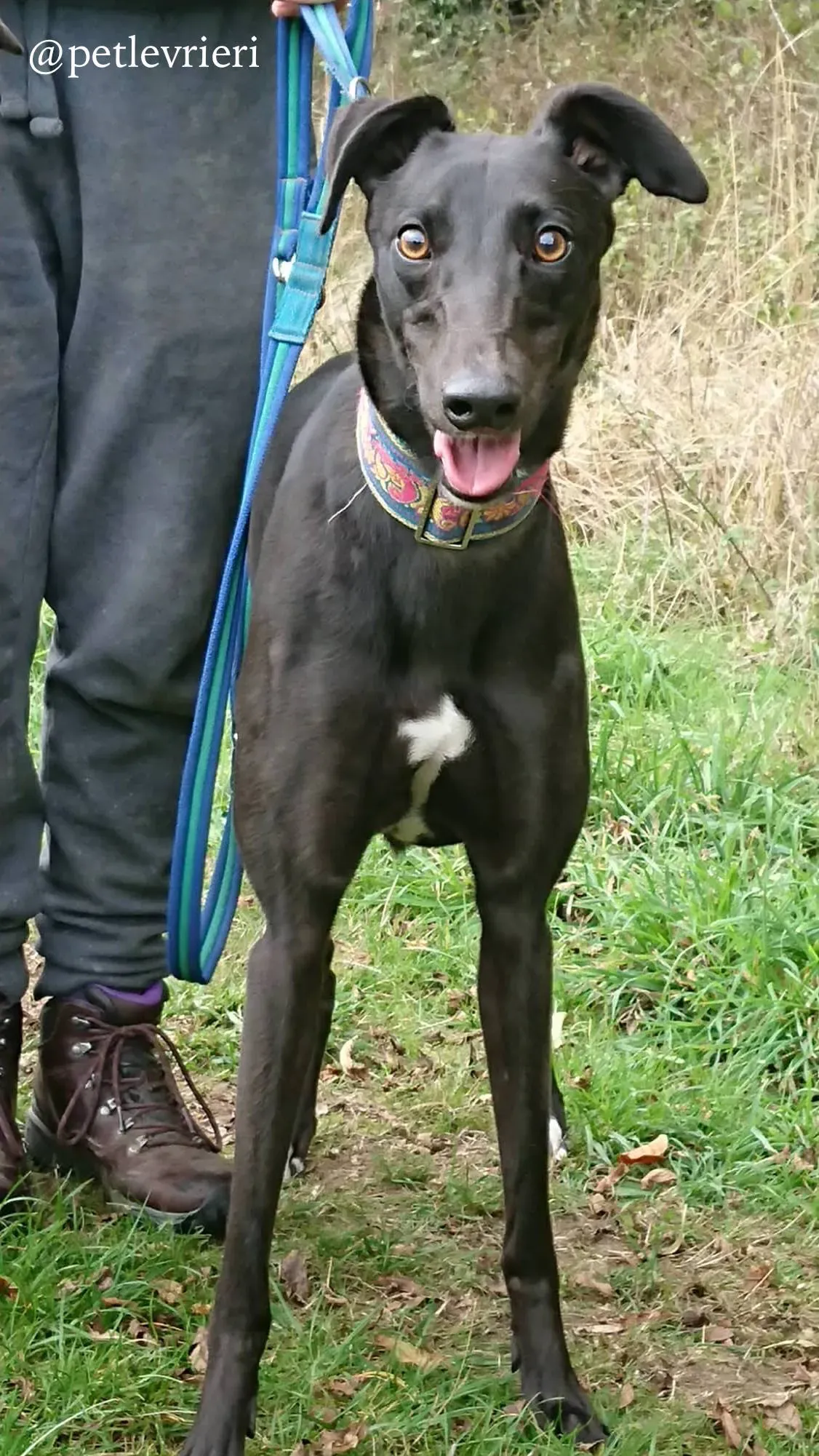 1 folami adozione levrieri greyhound