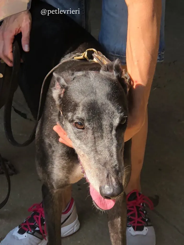 1 full house adozione greyhound macao