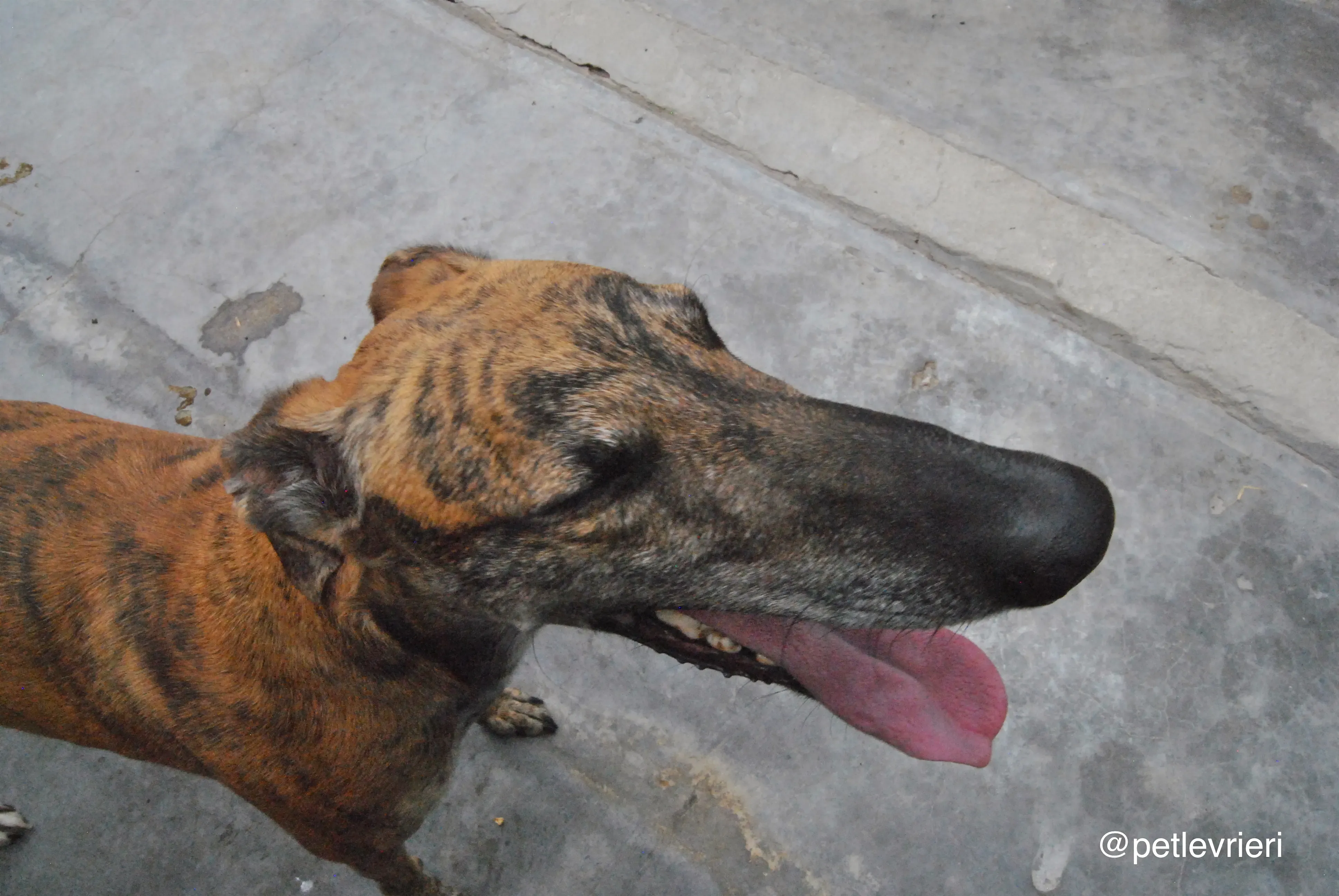 1 furia adozione levrieri galgo 1