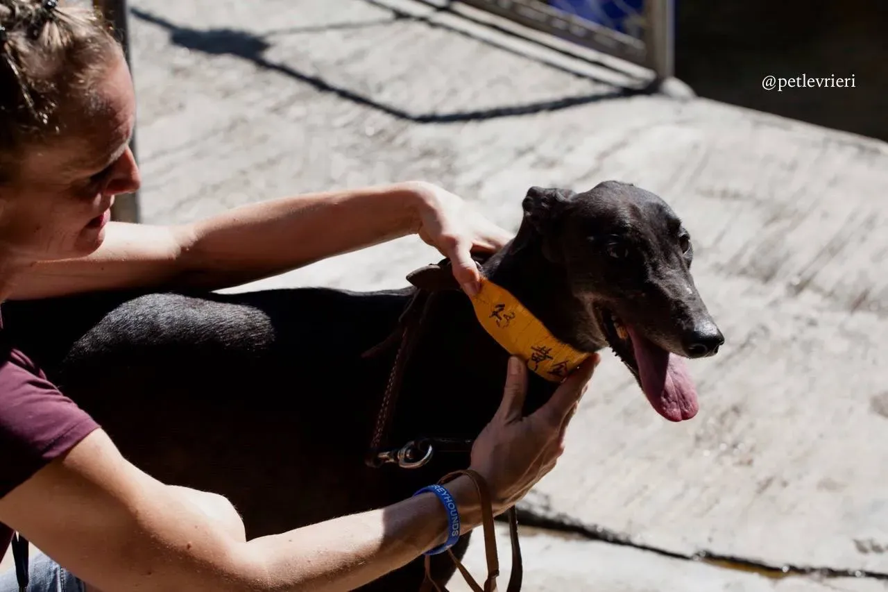 1 golden signify adozione greyhound macao