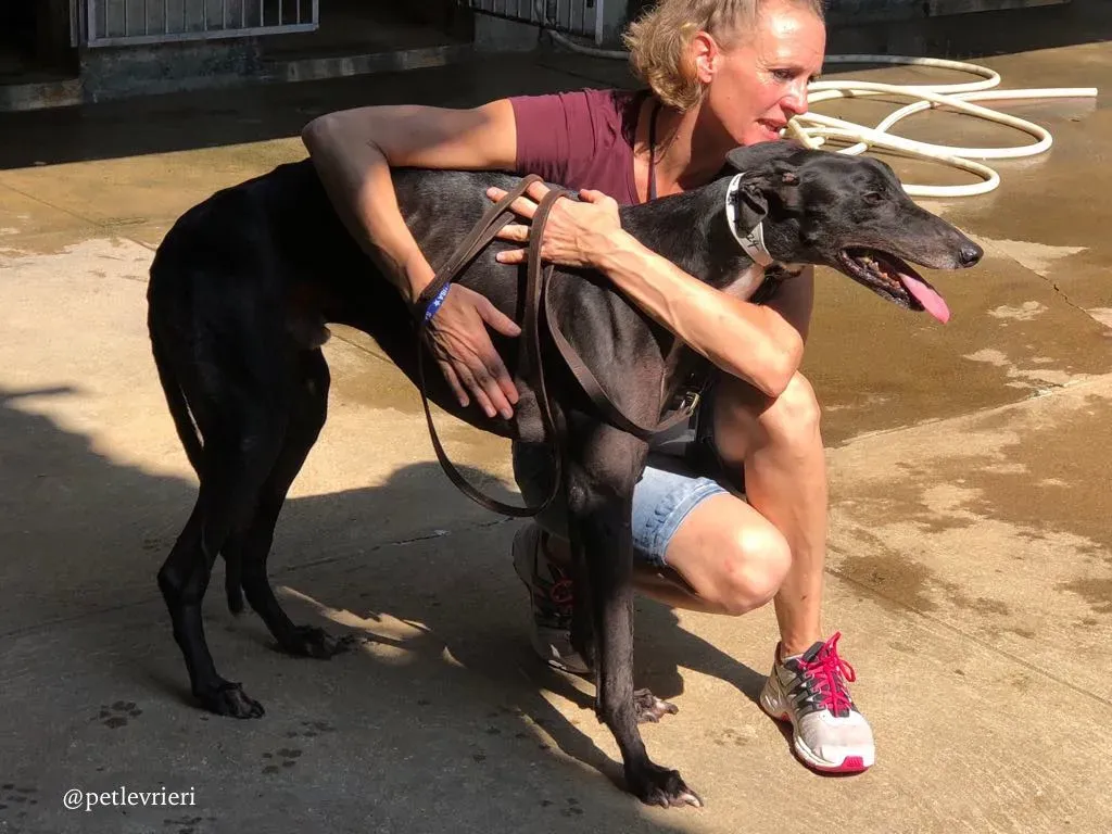 1 greatidol.com adozione greyhound macao