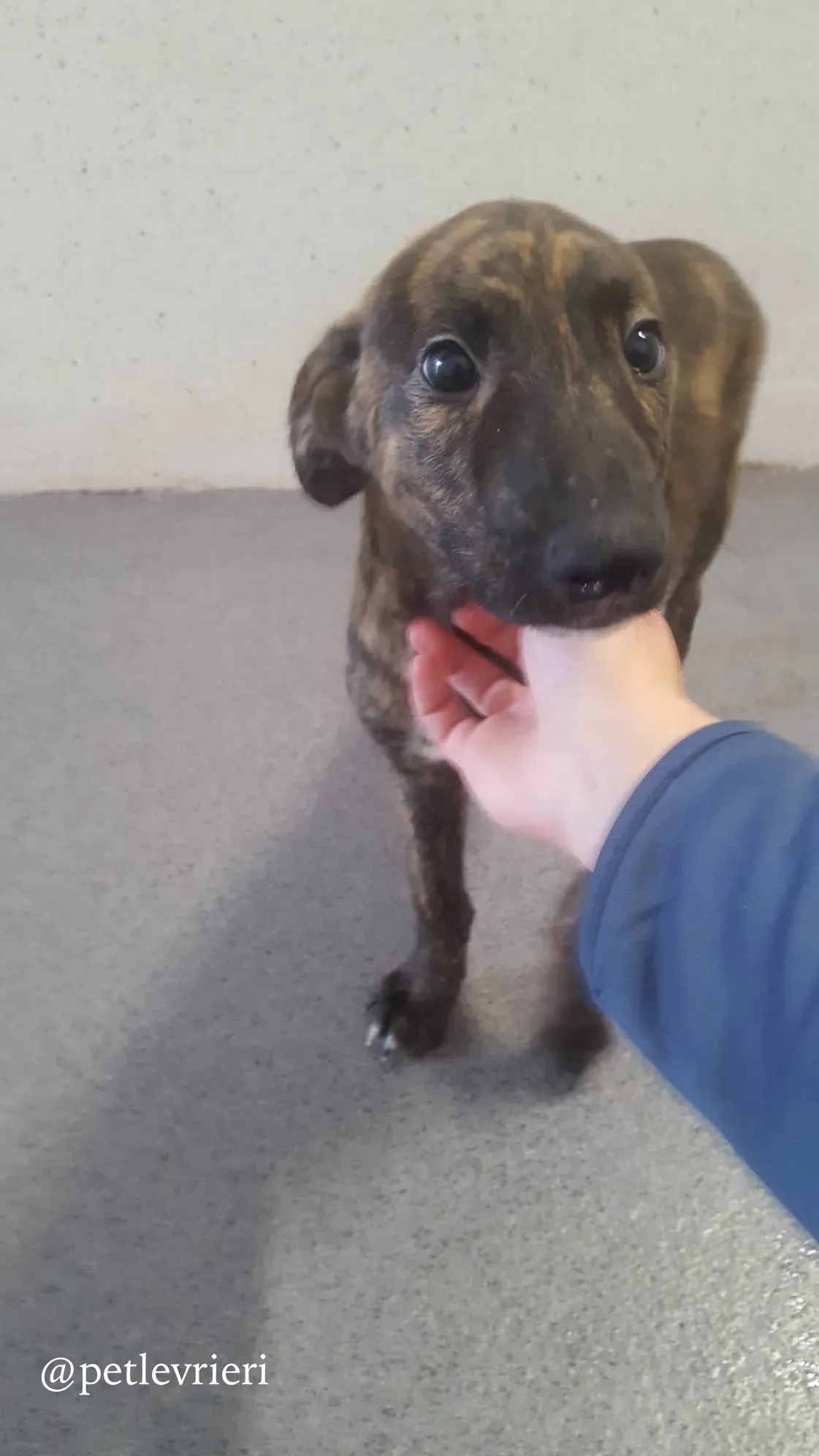 1 gus adozione levrieri greyhound