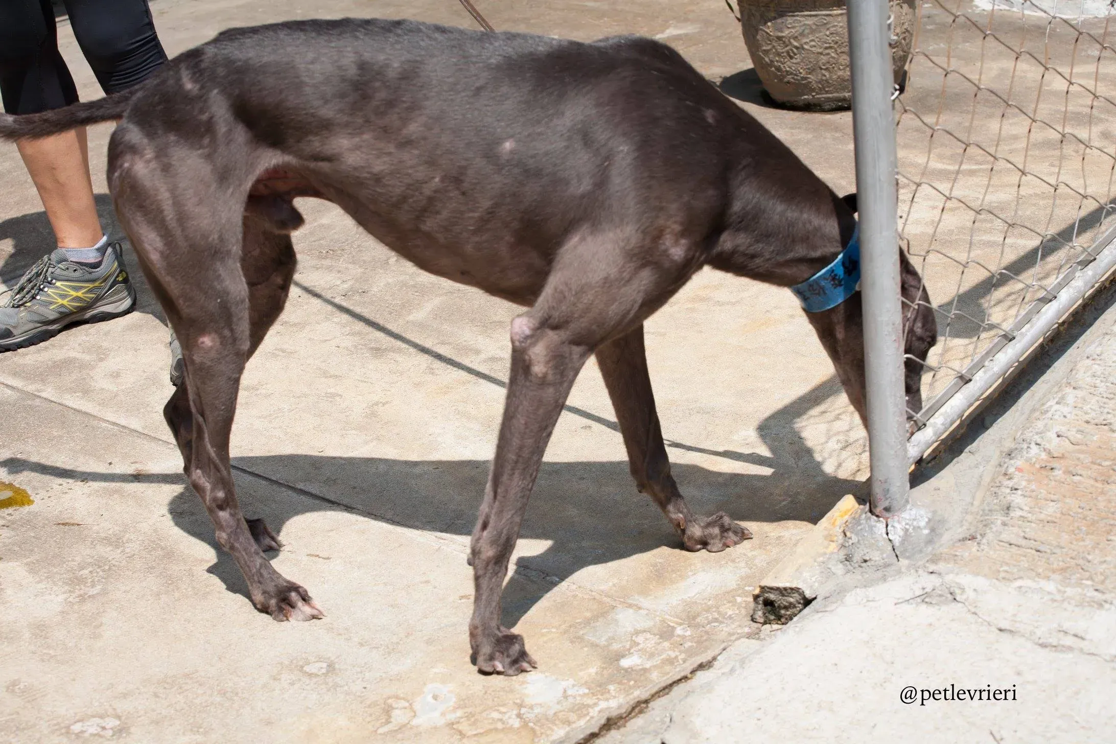 1 hacker adozione greyhound macao