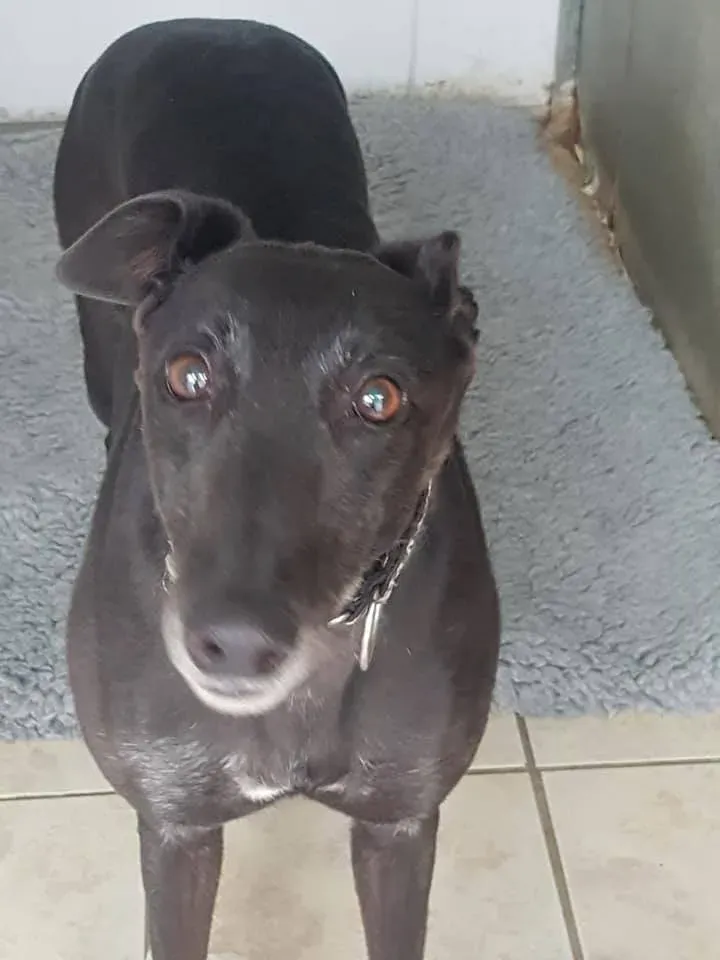 1 halla adozione levrieri greyhound