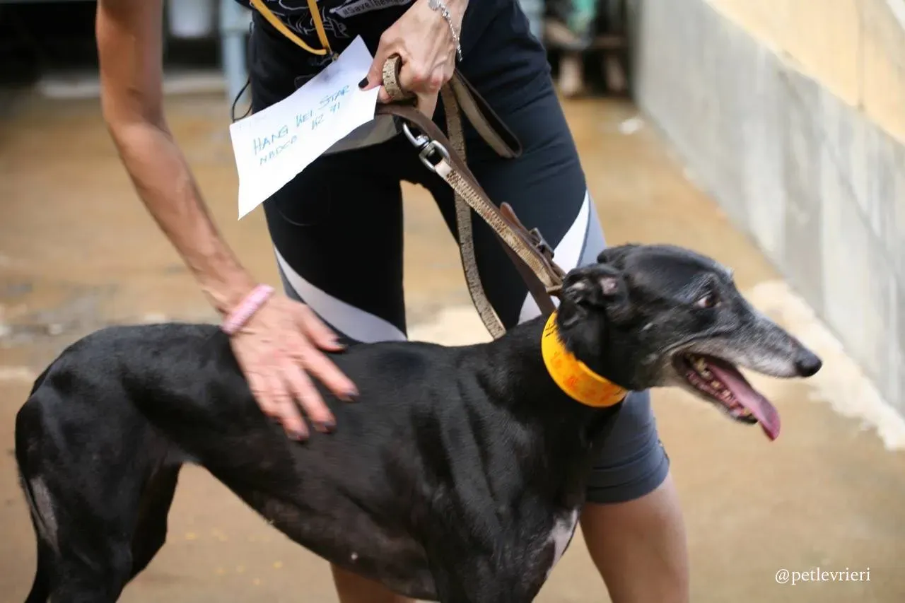 1 hang kei star adozione greyhound macao