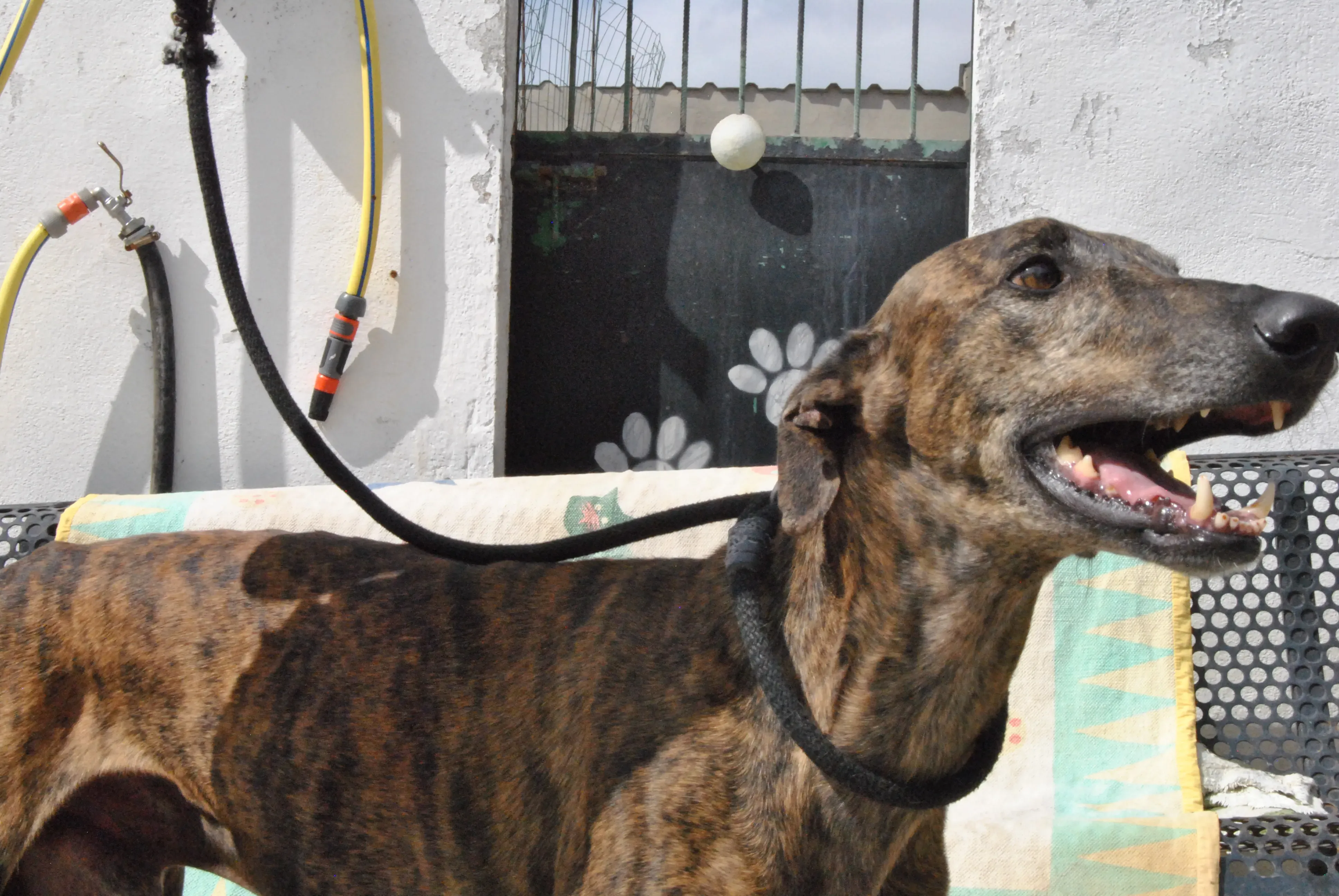 1 hercules adozione levrieri galgo