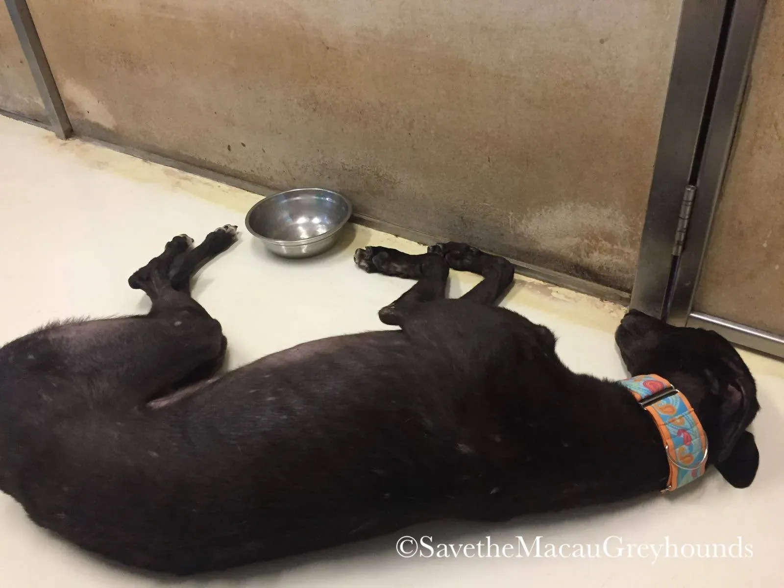 1 high mantenace adozione greyhound macao