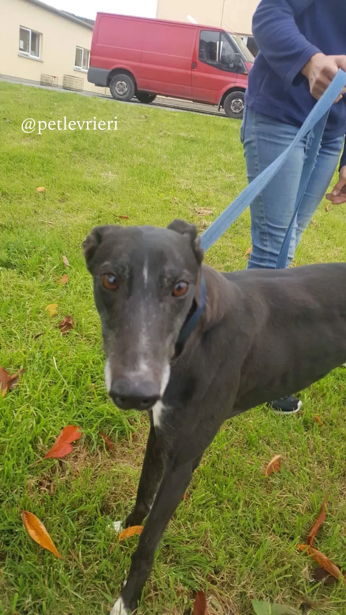 1 hilary adozione levrieri greyhound