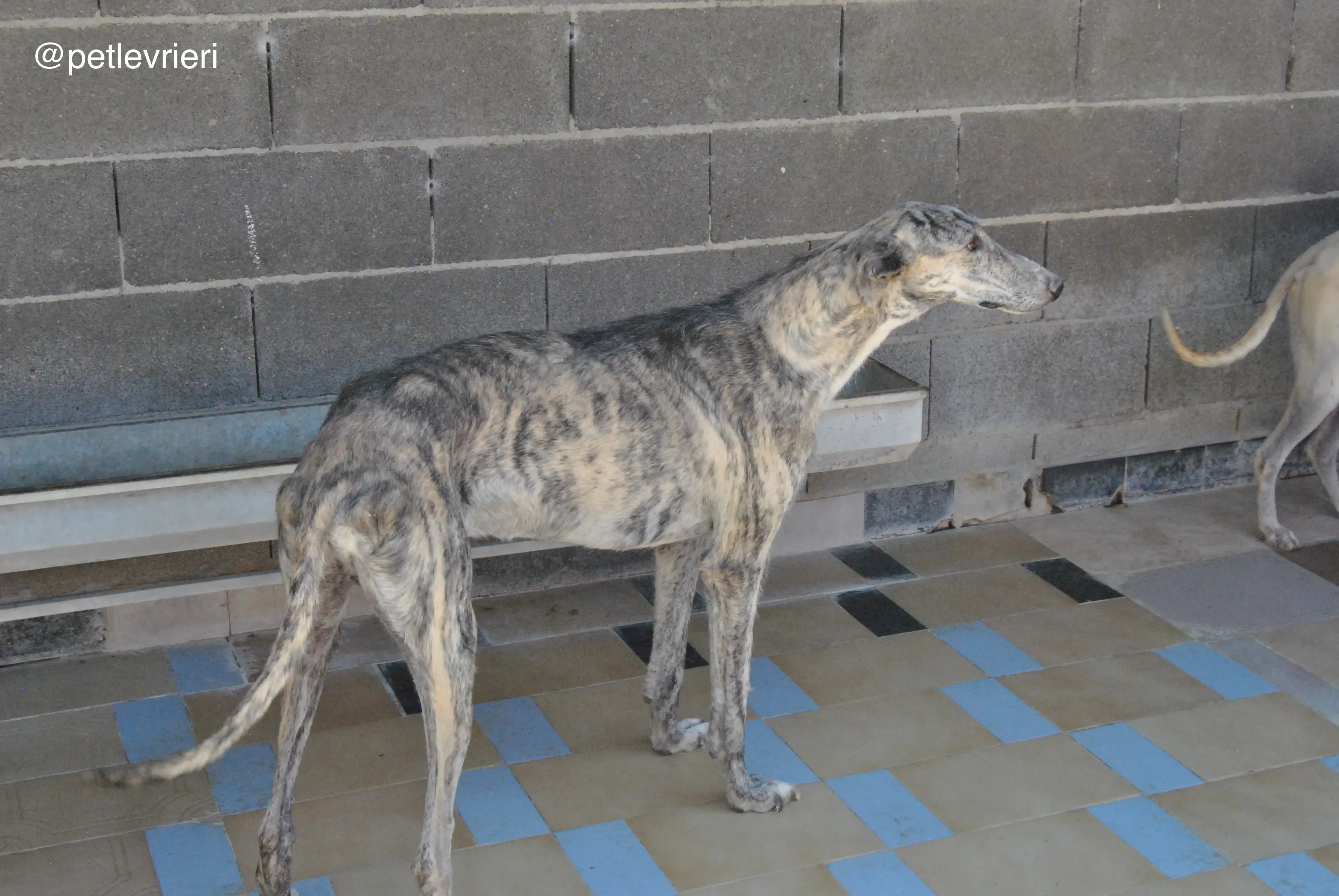 1 hispano adozione levrieri galgo