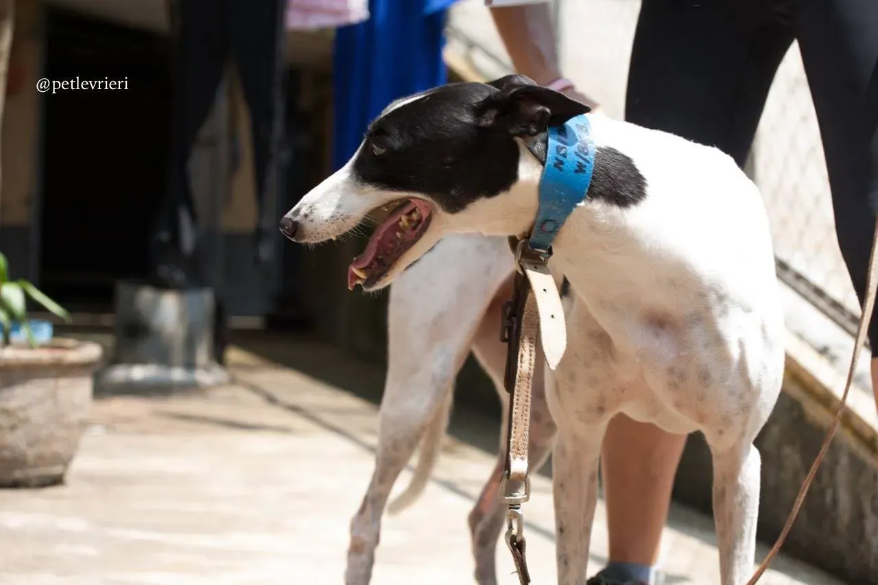 1 huntress adozione greyhound macao