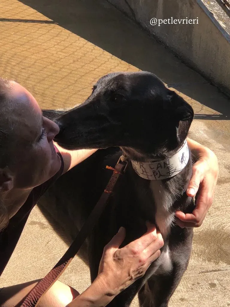 1 hurcan adozione greyhound macao