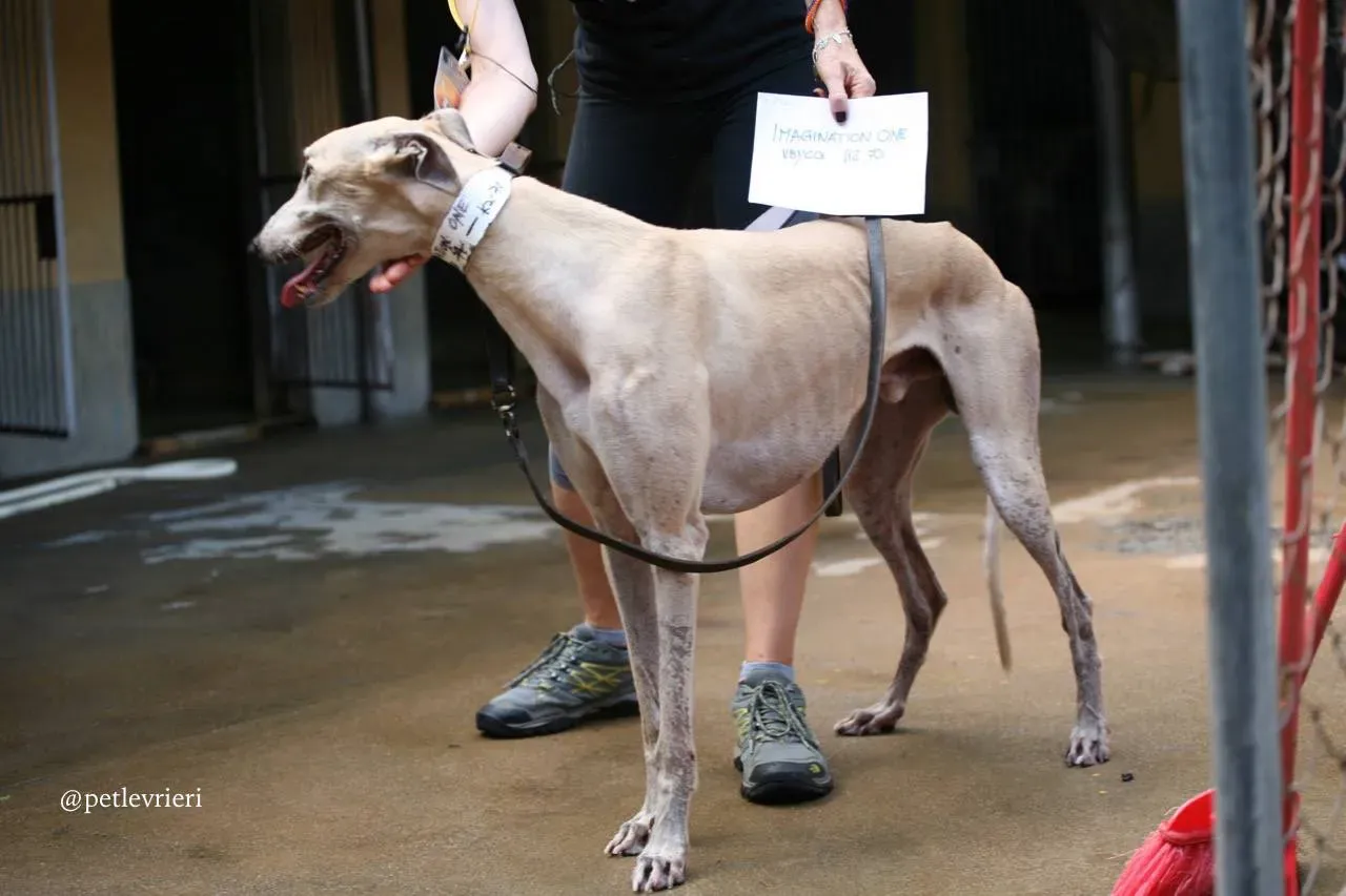 1 imagination one adozione greyhound macao