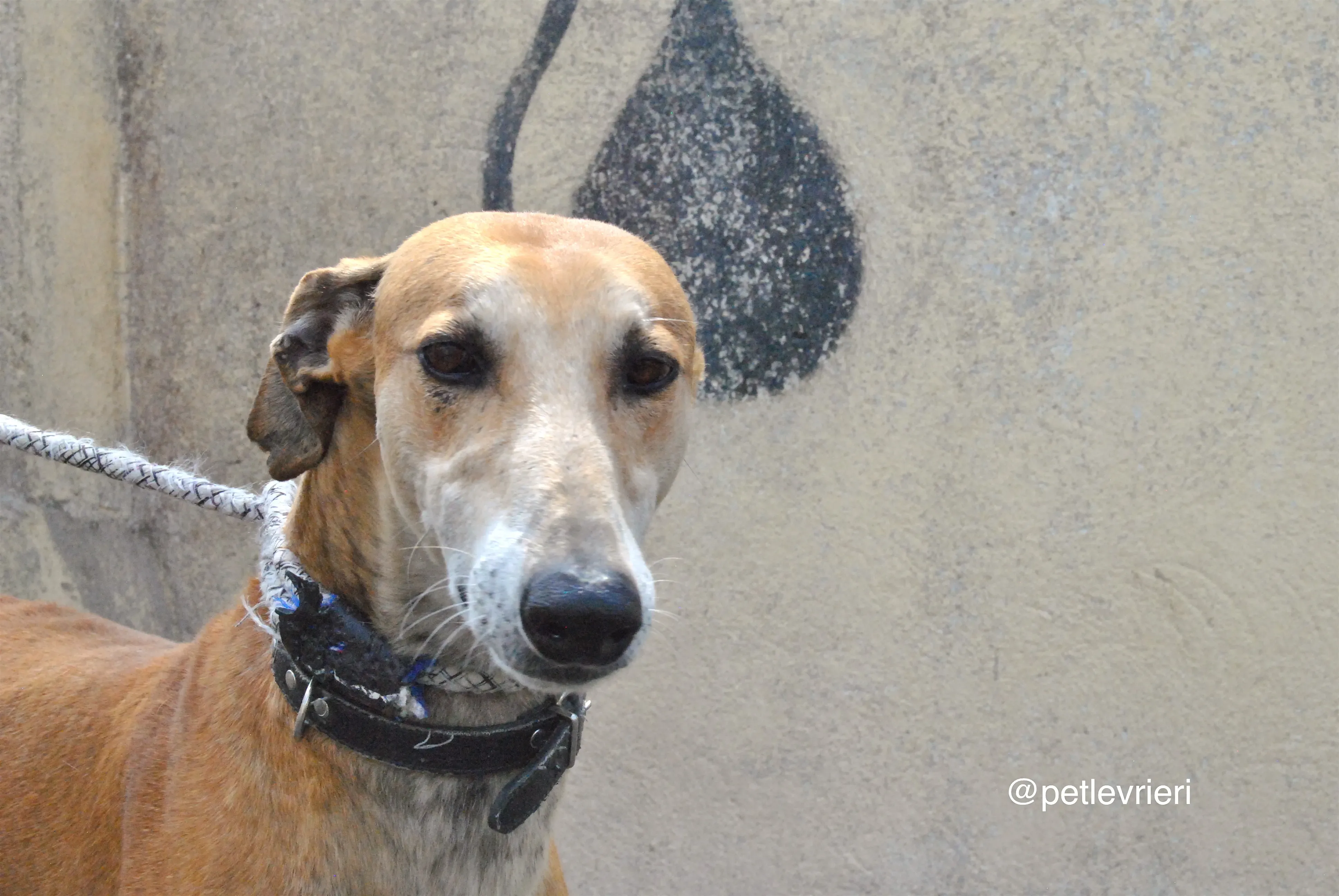 1 imperio adozione levrieri galgo