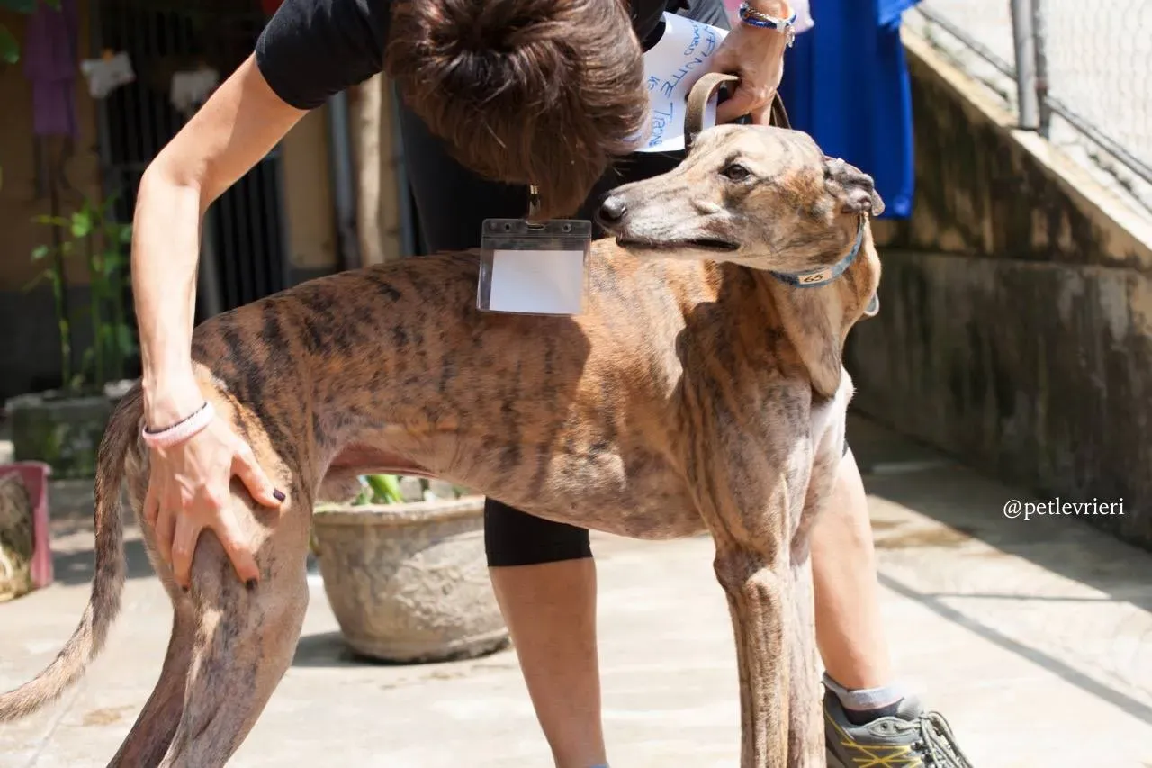 1 infinite tron adozione greyhound macao