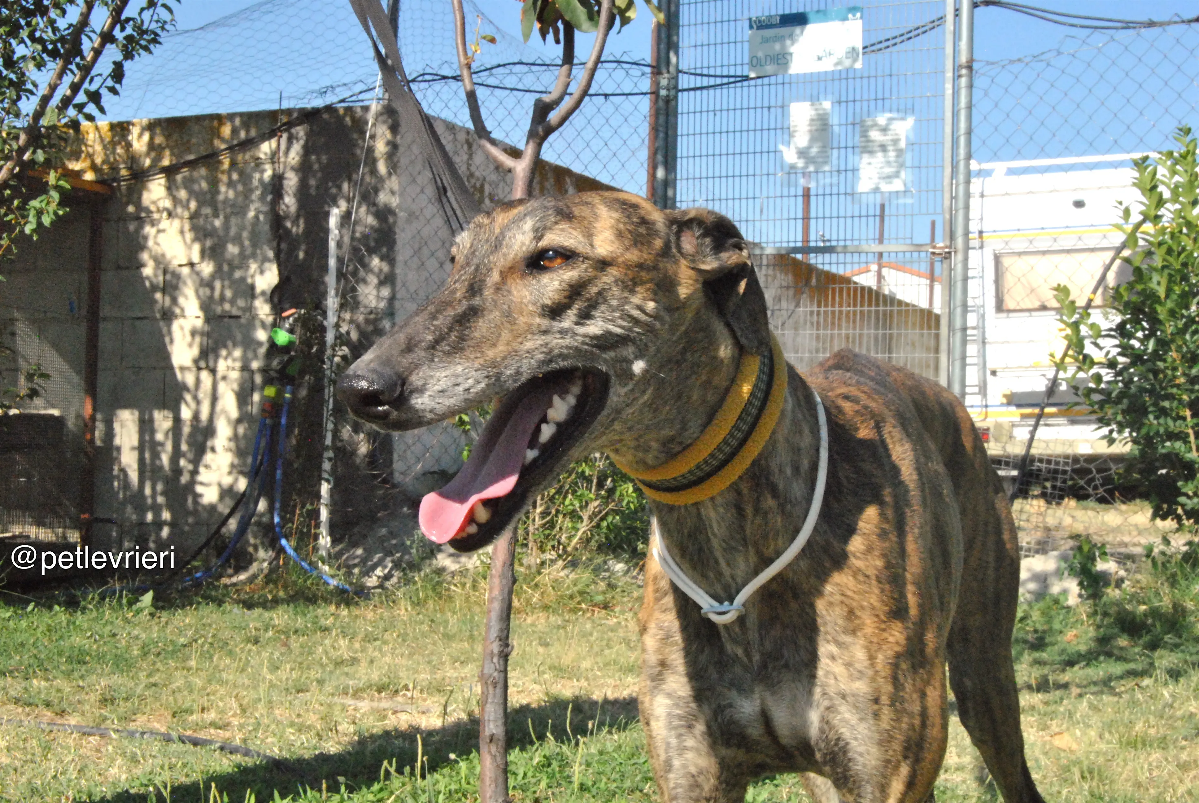 1 jara adozione levrieri galgo 1