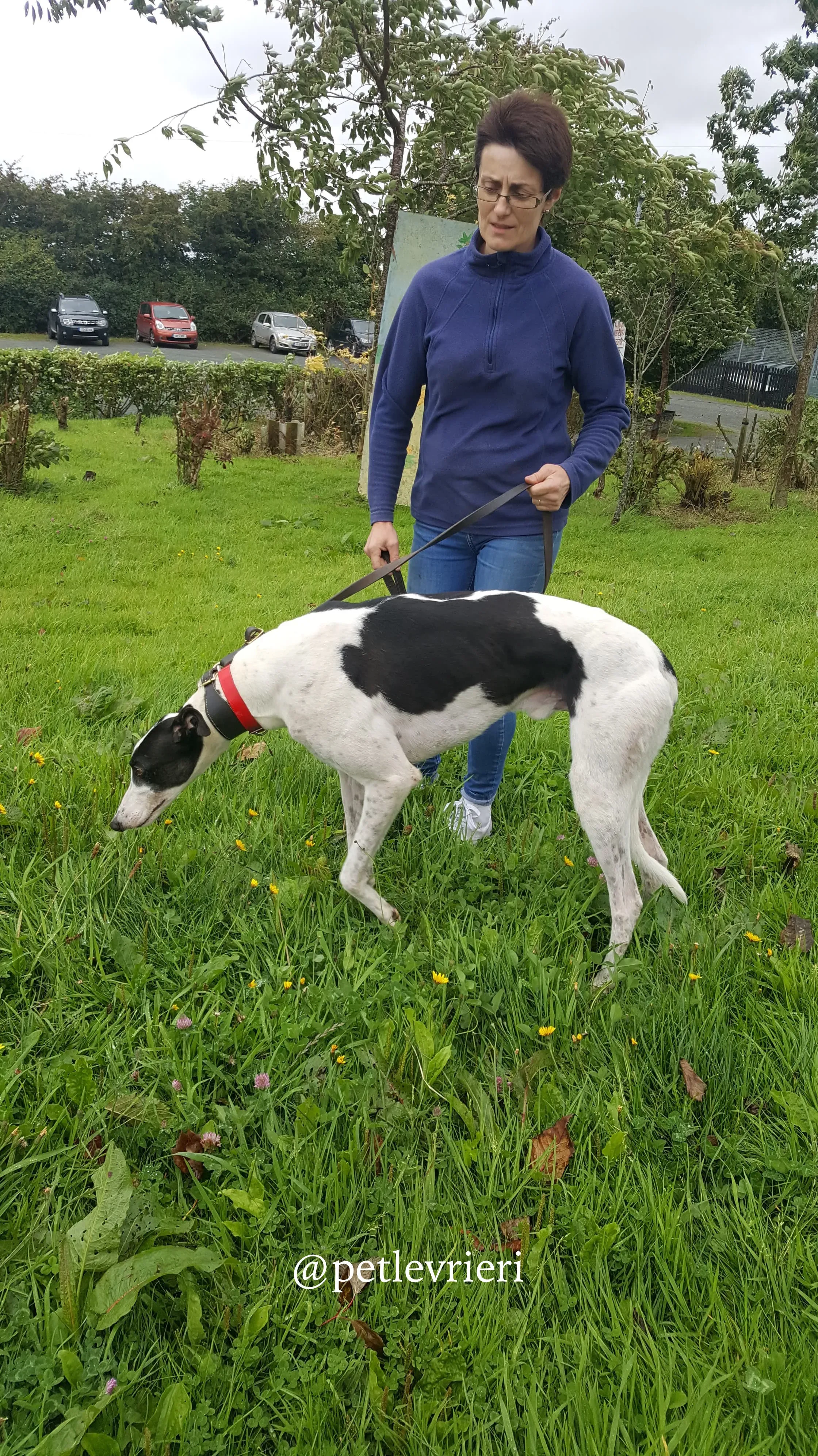 1 jay adozione greyhound