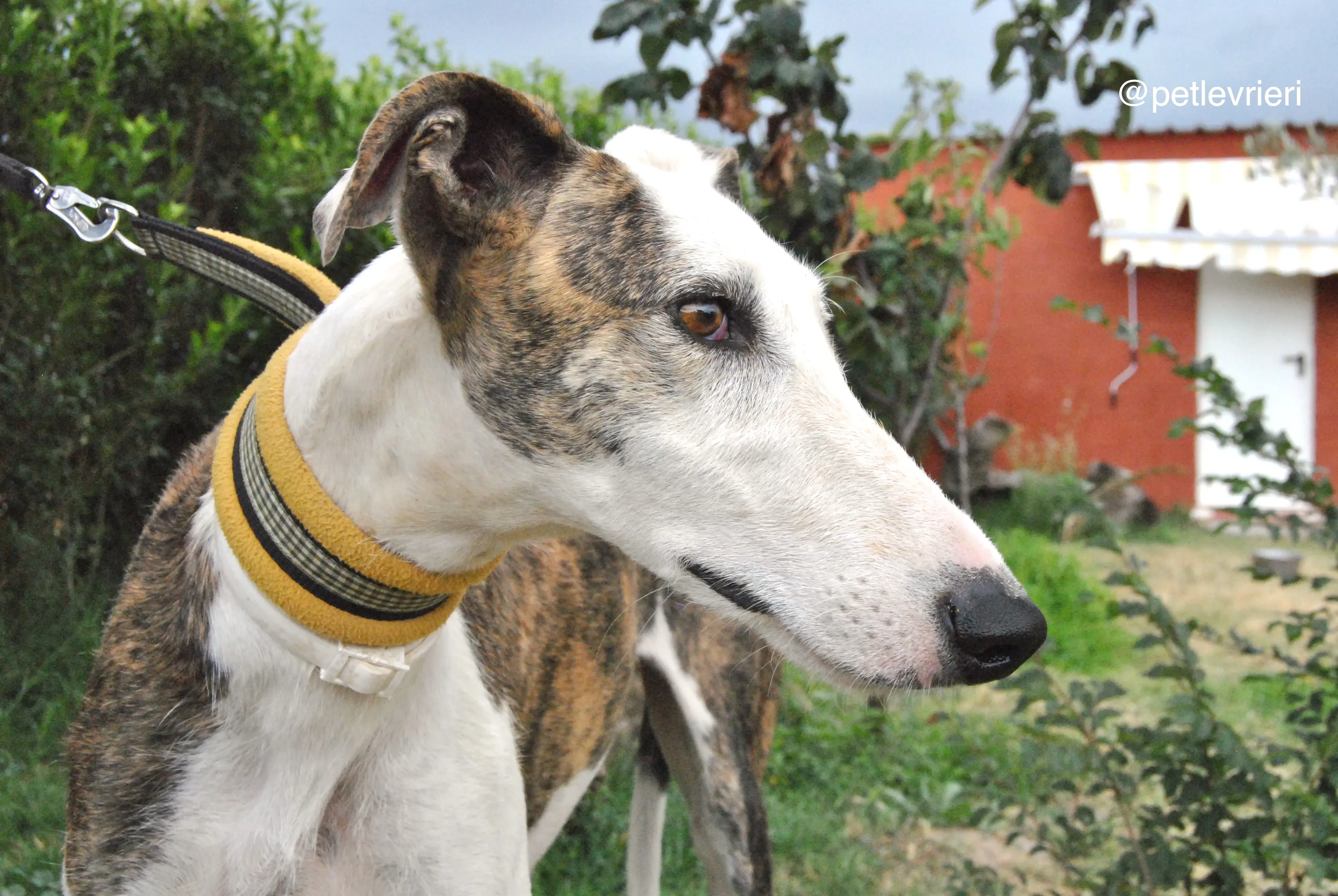 1 josua adozione levrieri galgo
