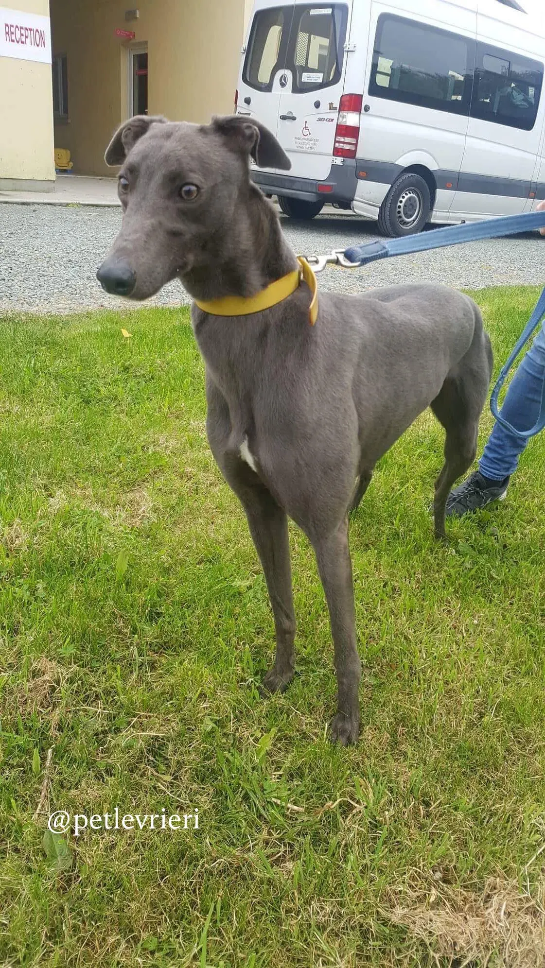 1 joy adozione levrieri greyhound