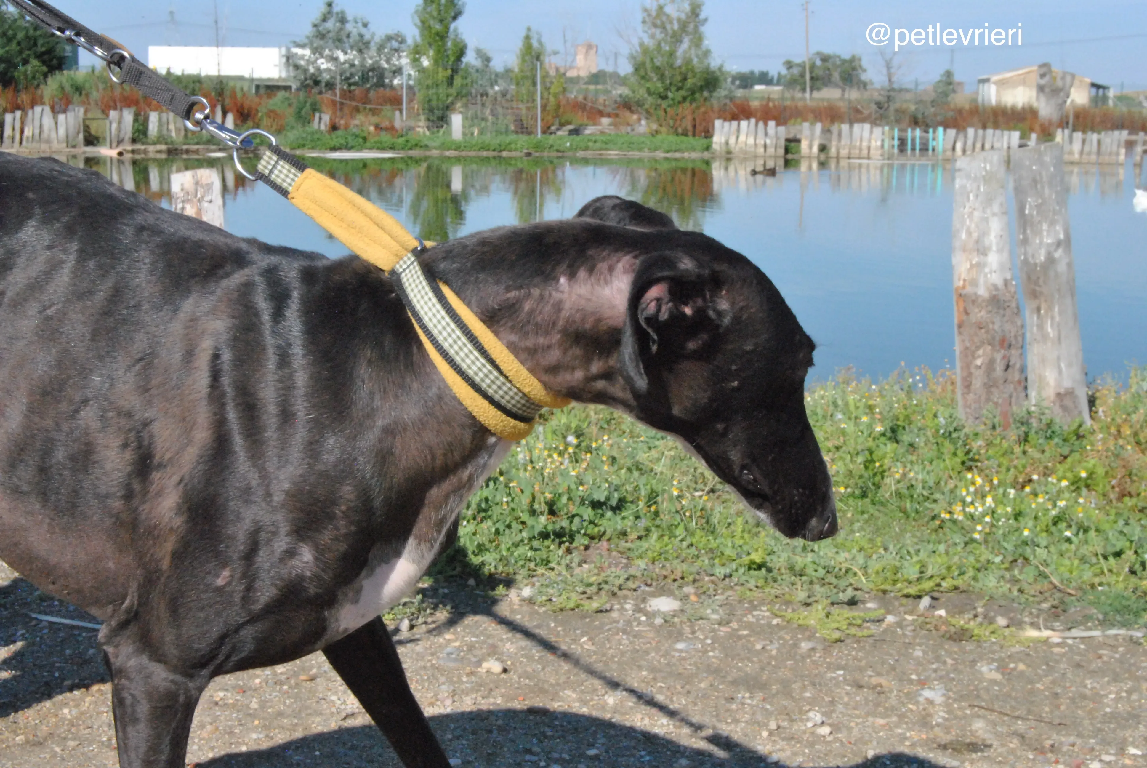 1 lacompleta adozione levrieri galgo