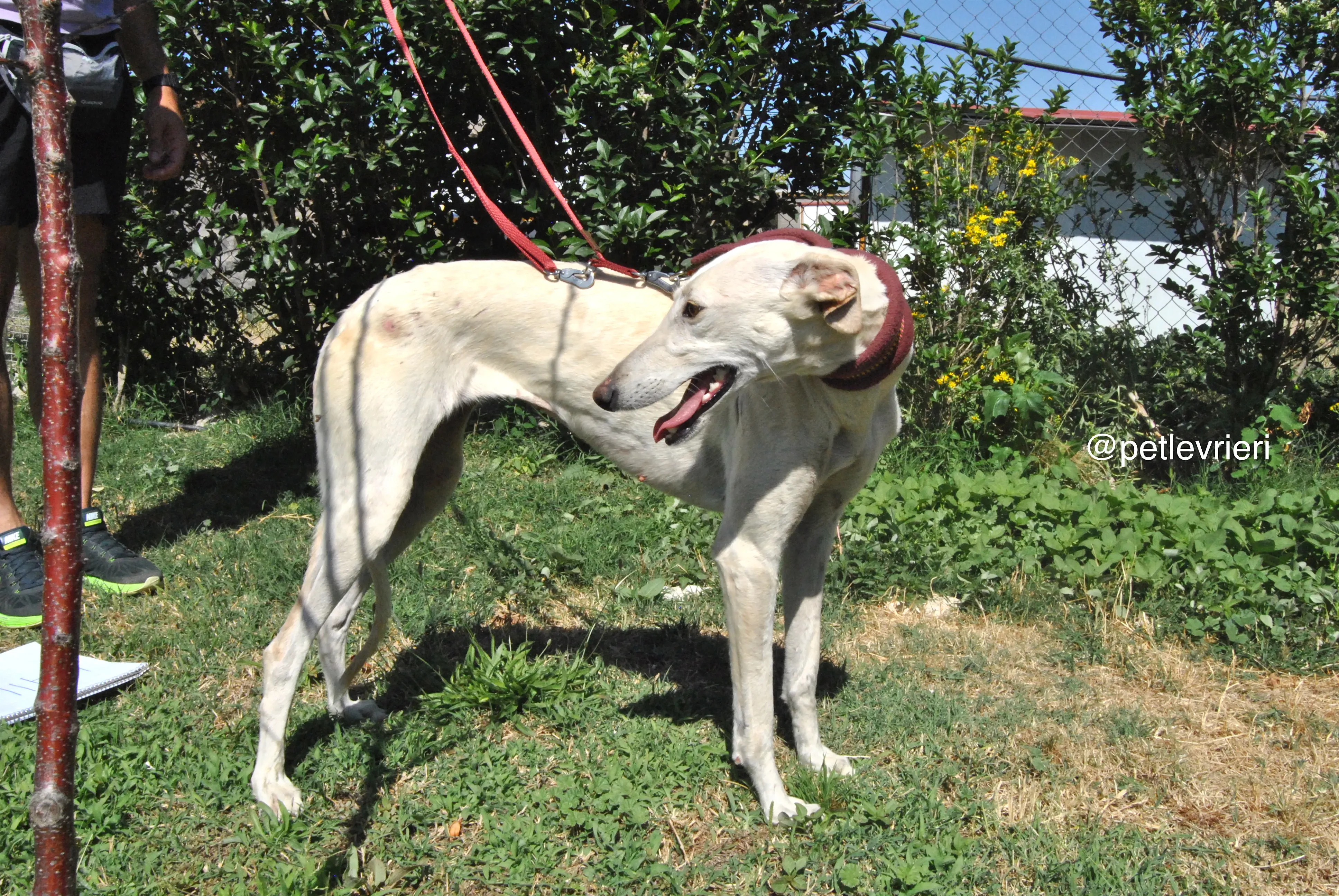 1 laila adozione levrieri galgo