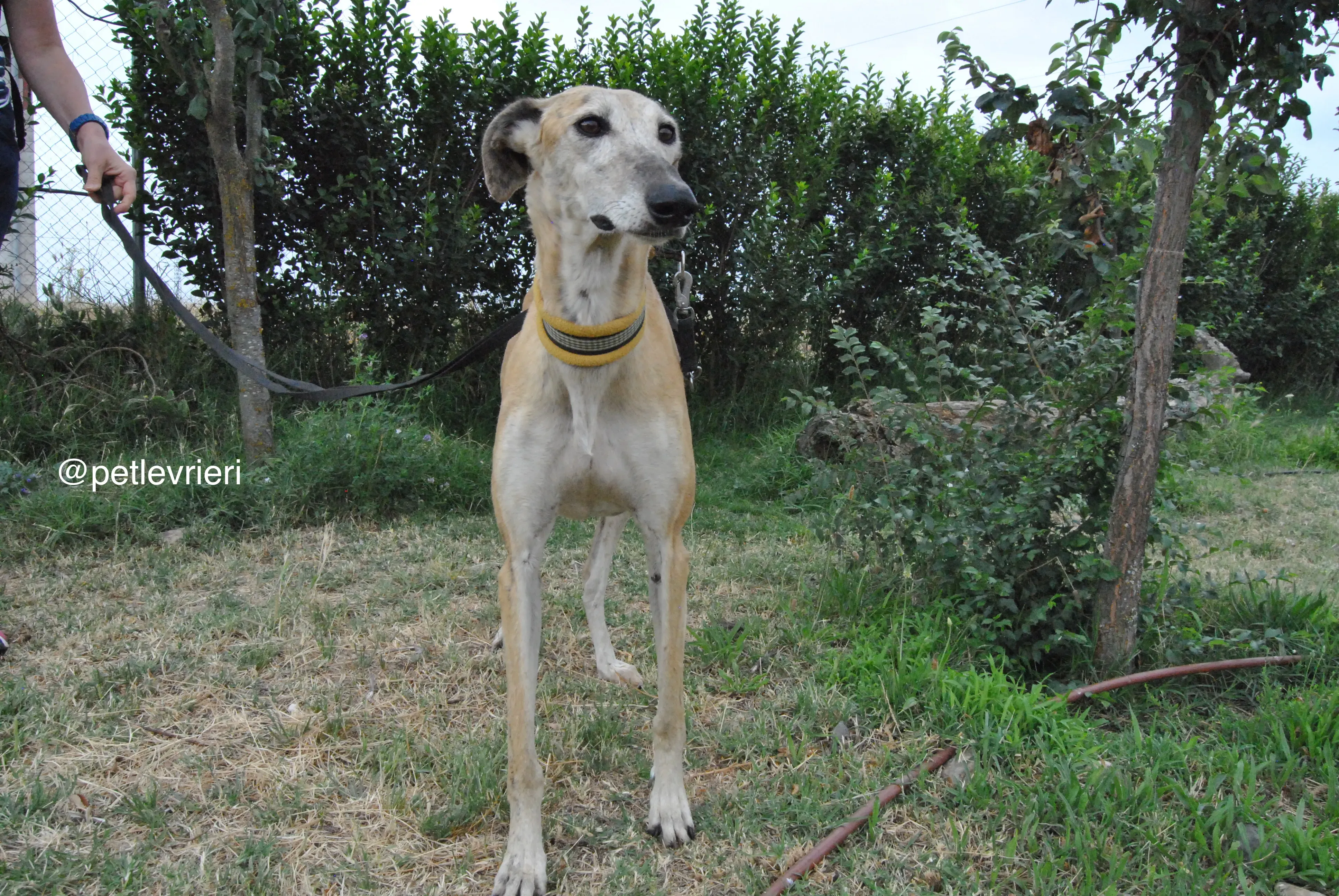 1 lambie adozione levrieri galgo