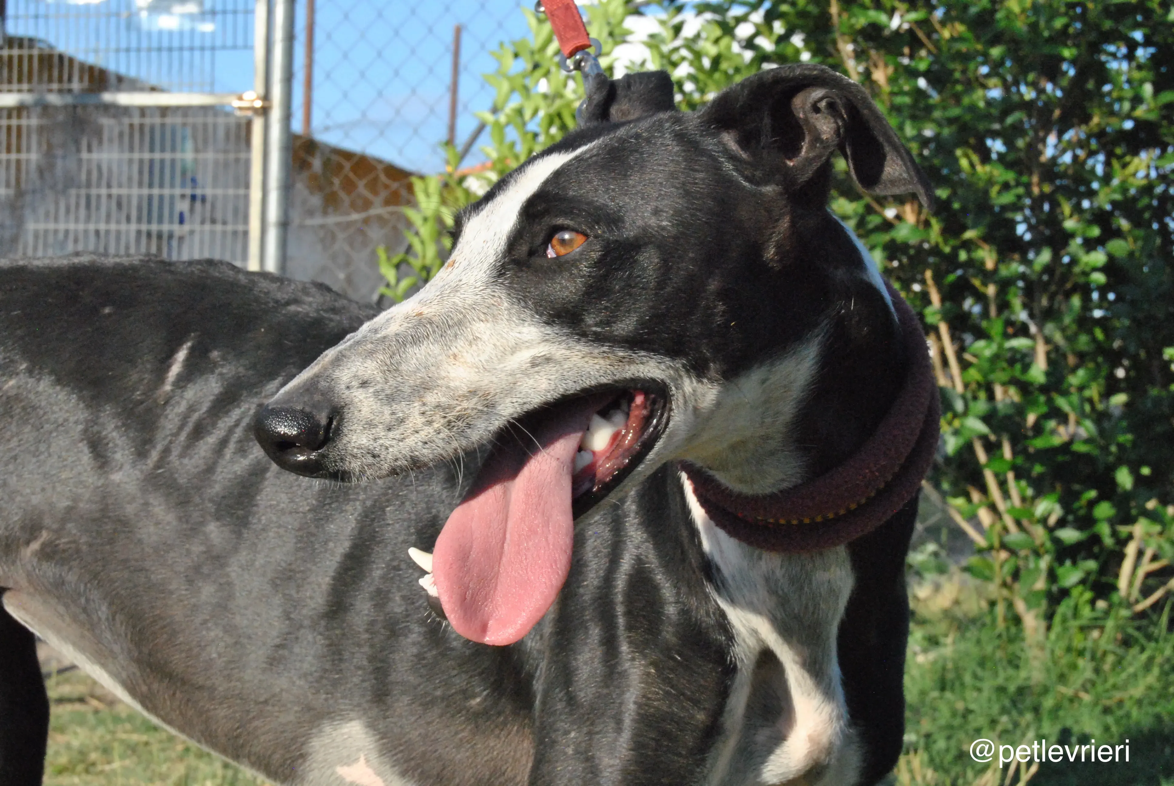 1 lili adozione levrieri galgo