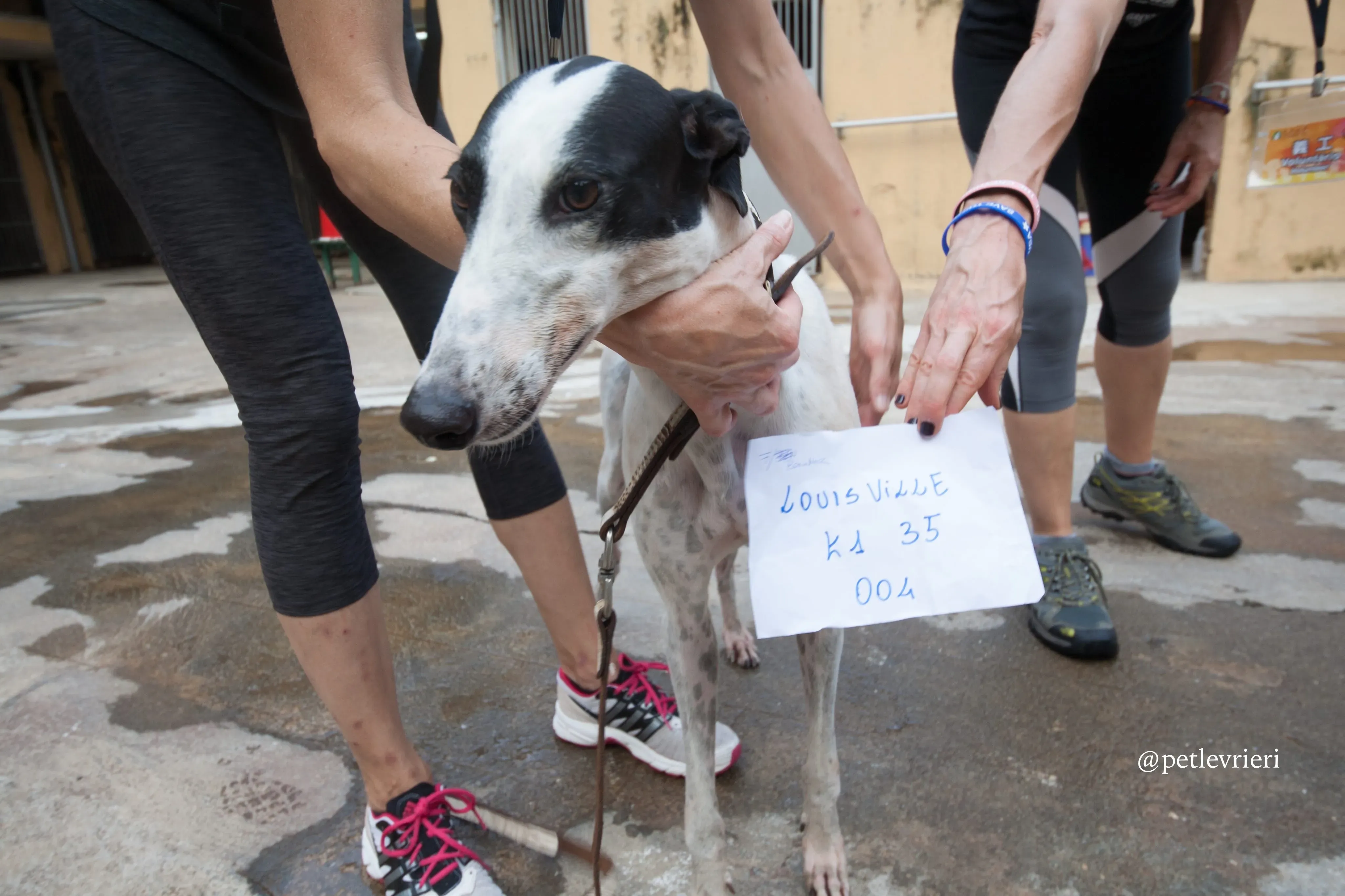 1 louisville swish adozione greyhound macao