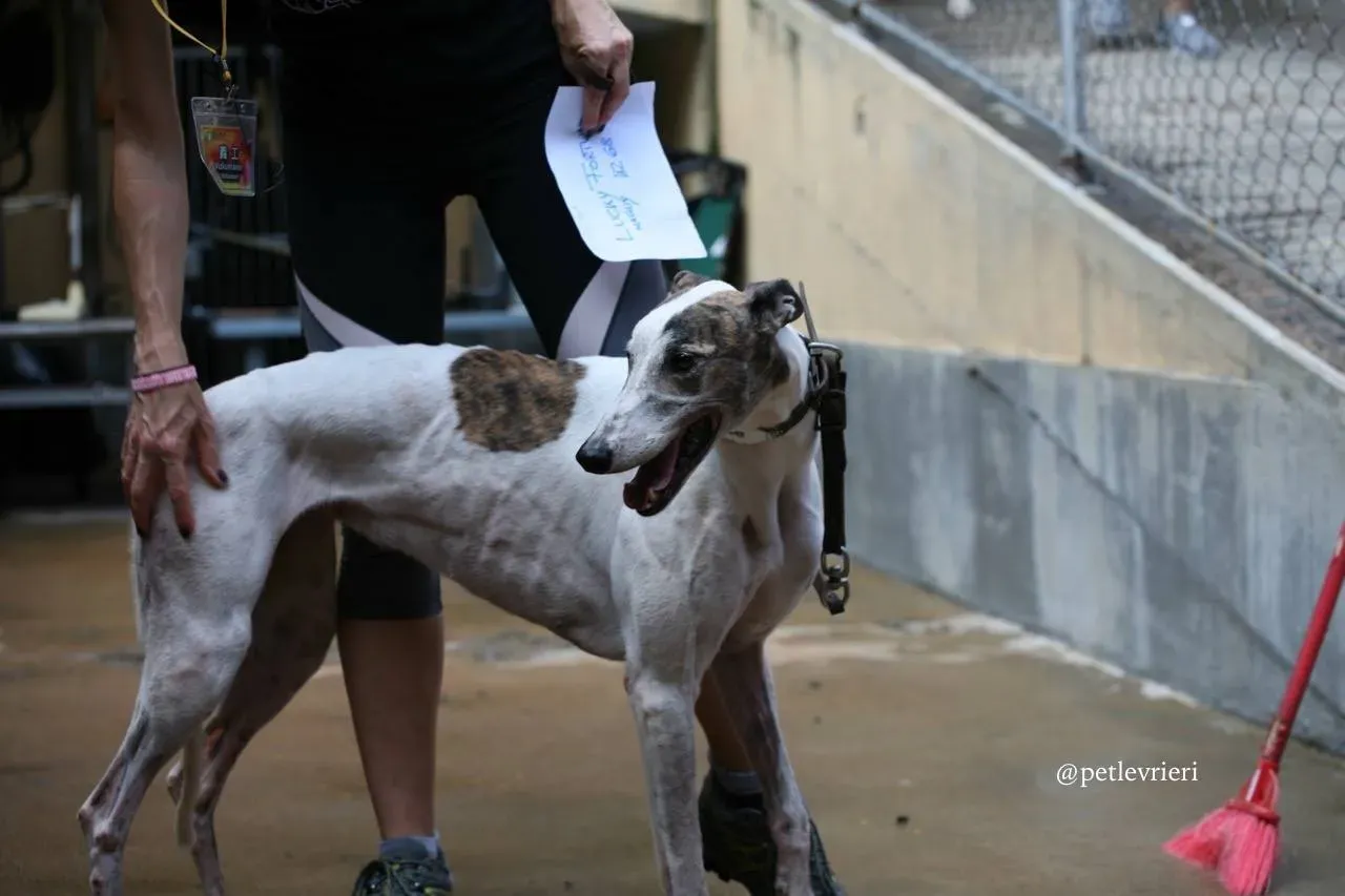 1 lucky fortune adozione greyhound macao