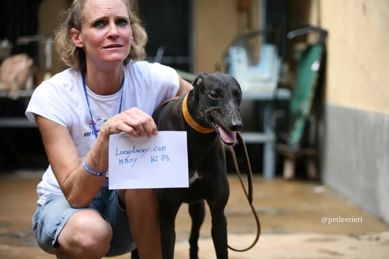 1 luckylucky.com adozione greyhound macao